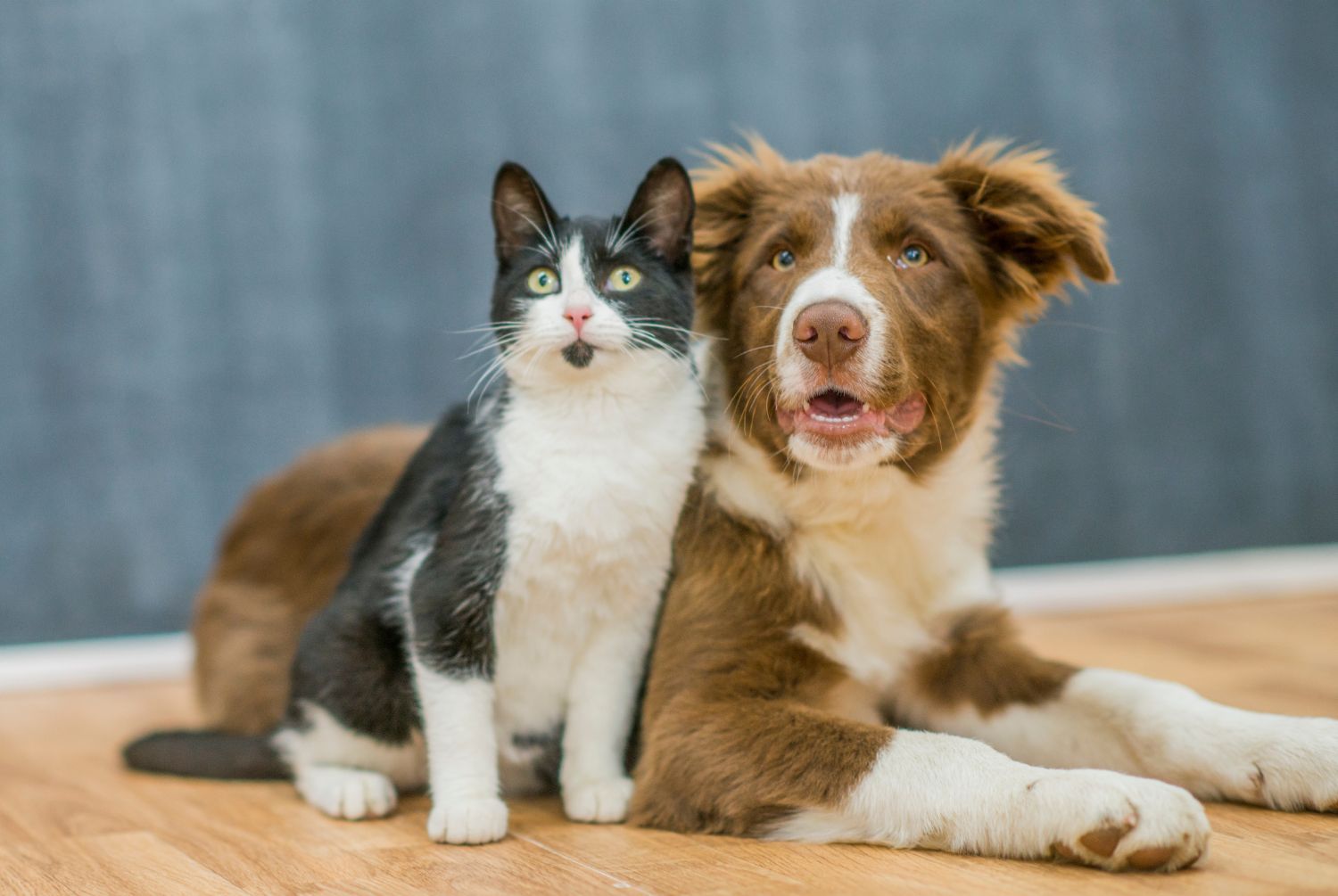 Köp råttgift och musgift hos oss på Agrarzone