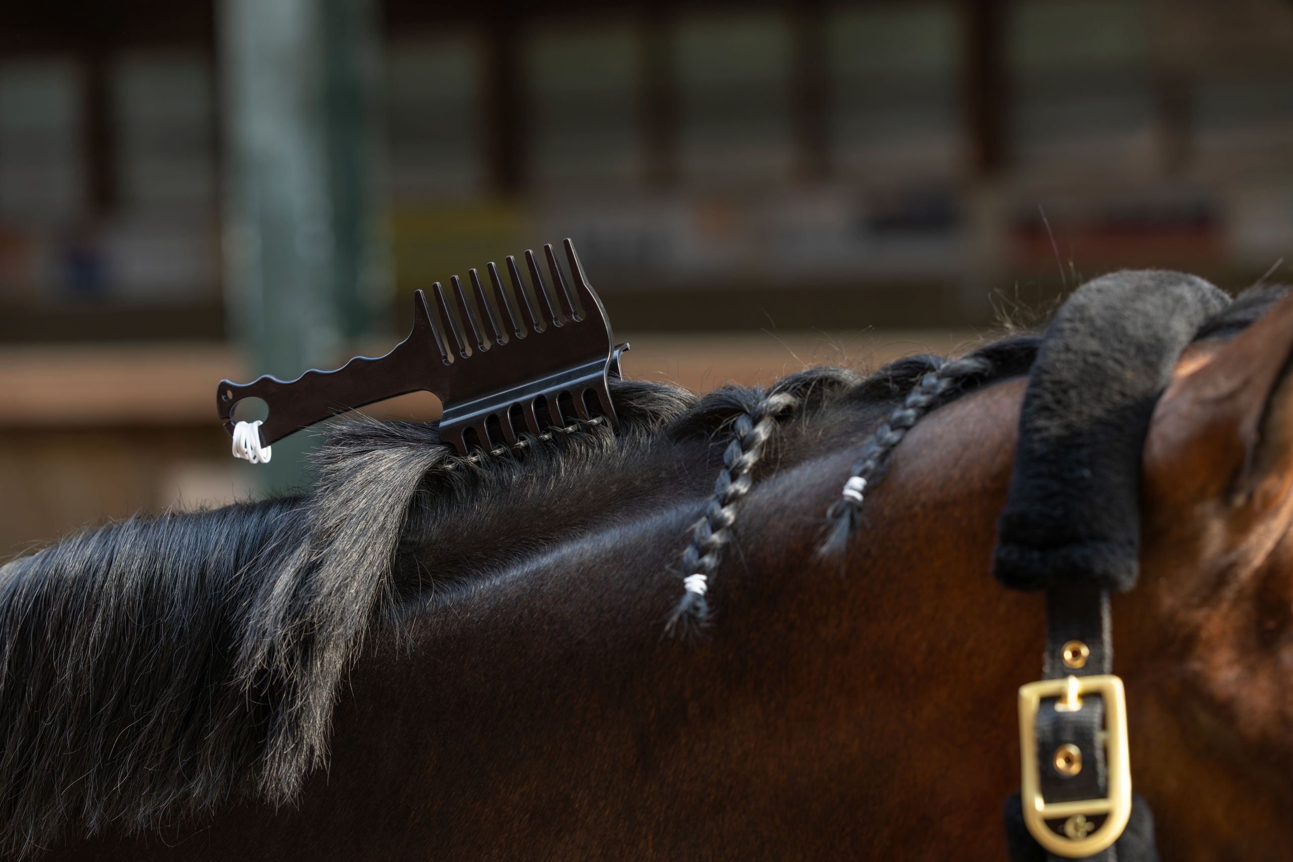 Pferd, Zopf, Kamm, Mähne, Halsband