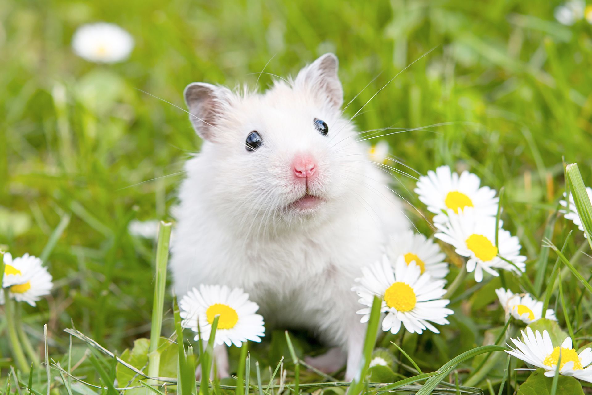 Weisser Hamster sitzt im Gras zwischen Gaensebluemchen
