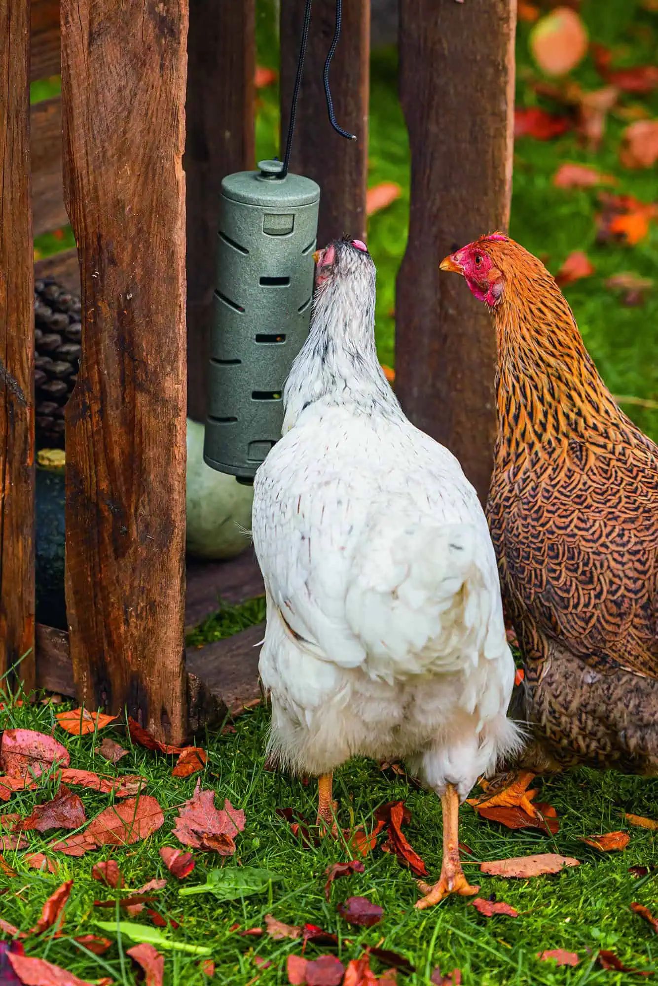 Beeztees Snackroller CIilindro gioco per polli, in uso