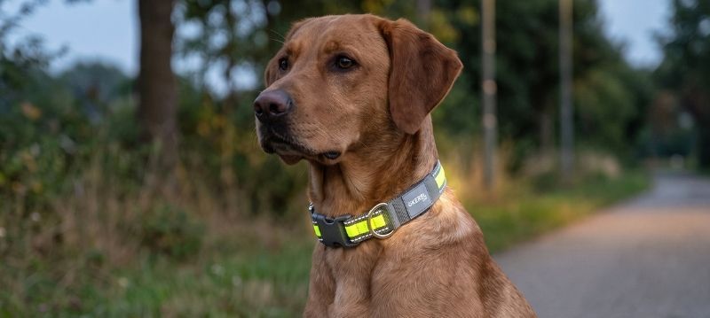 LED Collar & Reflectors