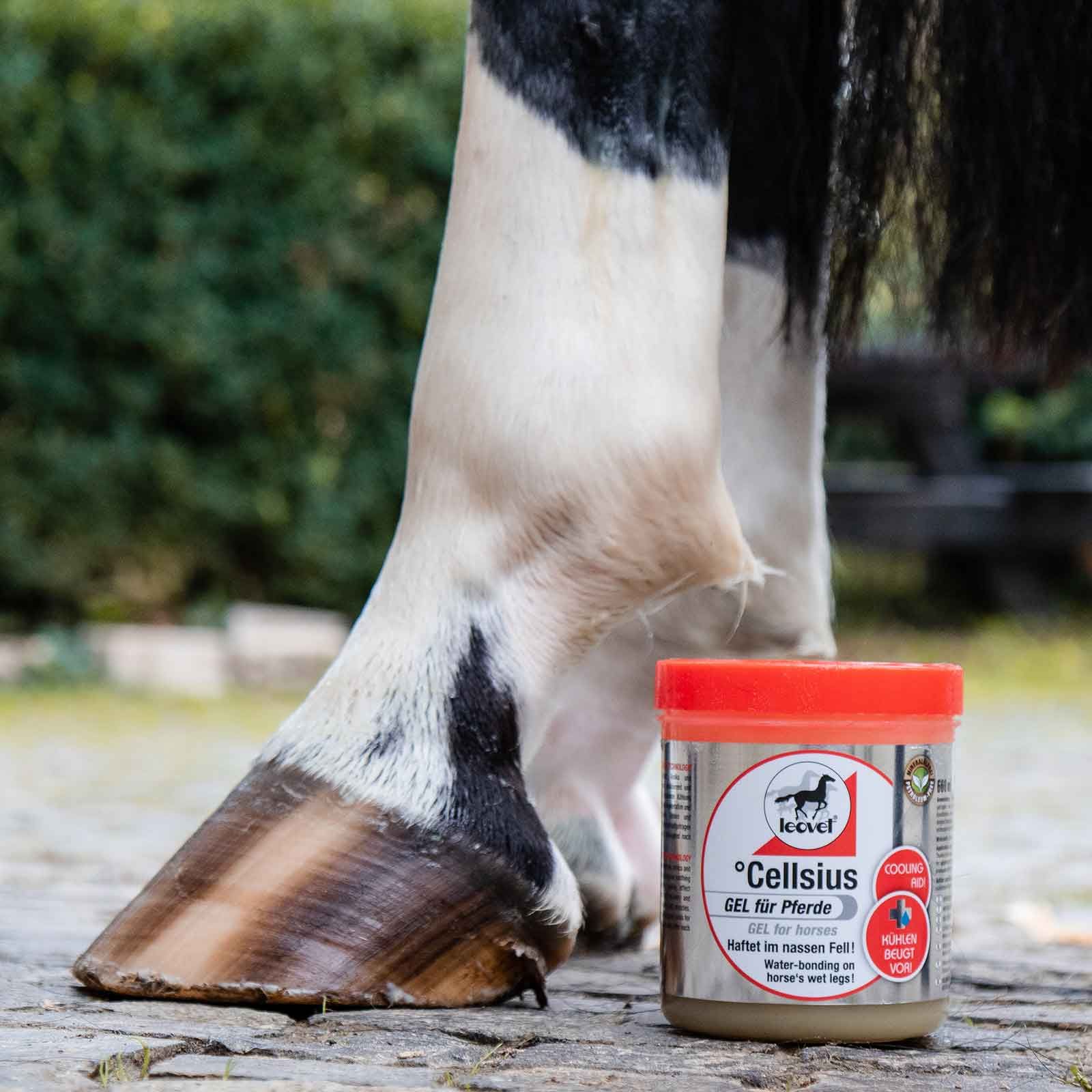 Gel réfrigérant Cellsius Leovet pour chevaux, adhérent à l'eau, 600 ml, en utilisation
