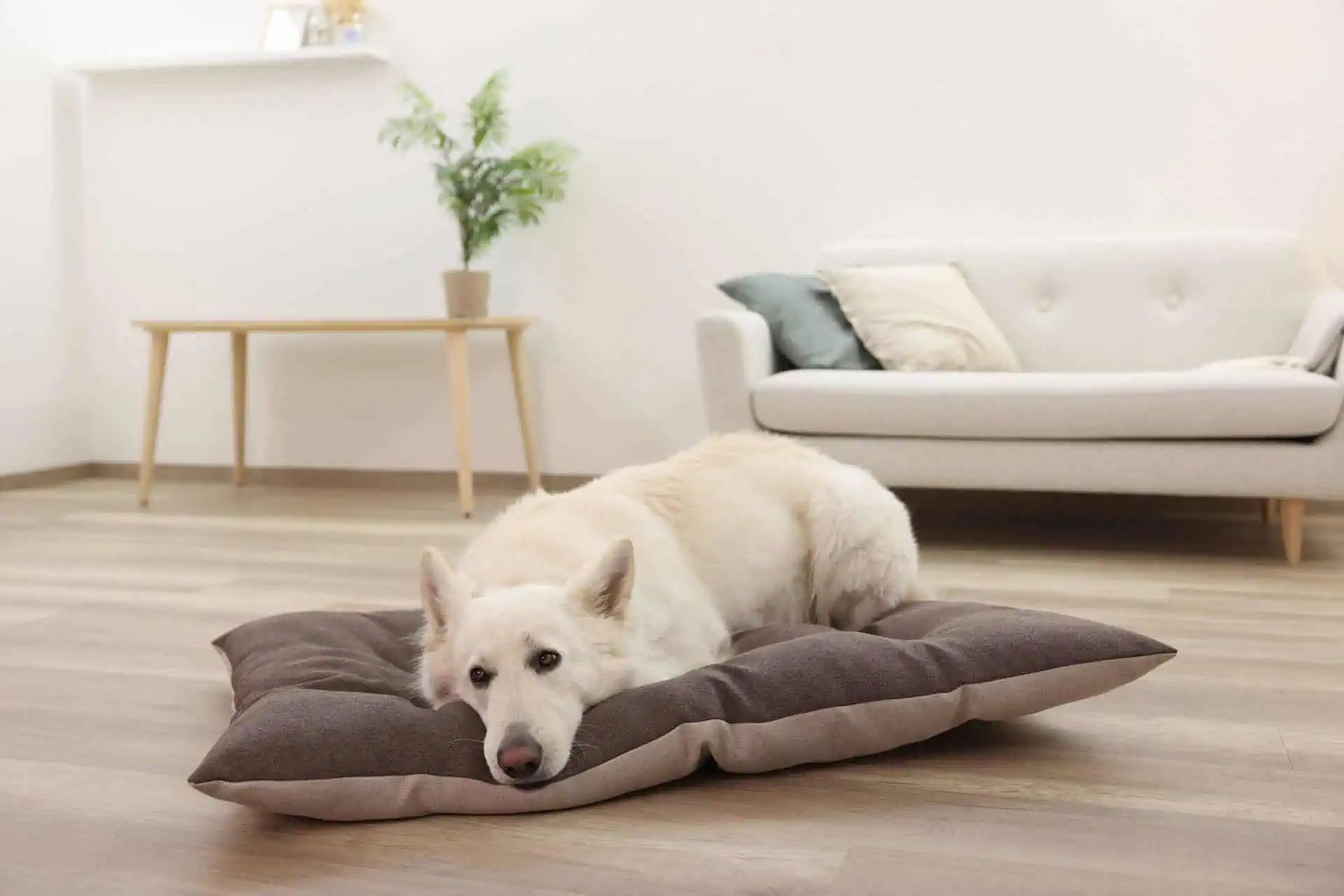 Kerbl Cuscino per animali Ely, reversibile, lavabile, marrone/beige, in uso, in casa