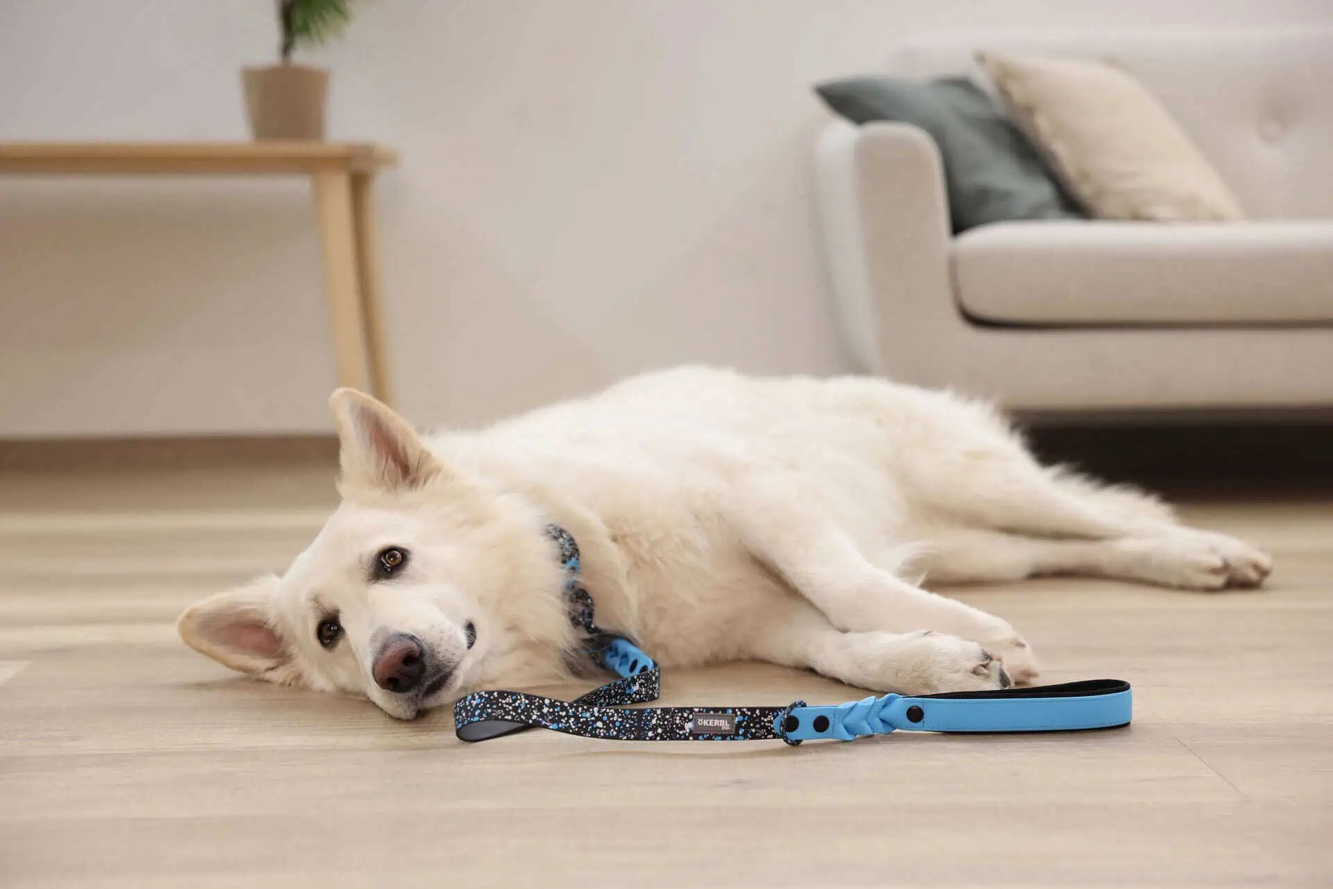 Laisse pour chien Lima Kerbl, 25 mm x 100 cm, bleu/noir