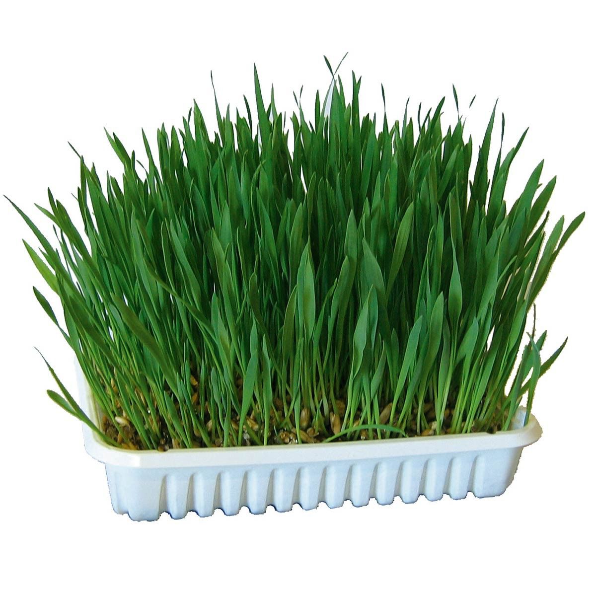 Kerbl Herbe à rongeurs à cultiver soi-même, avoine, blé et orge, 100 g