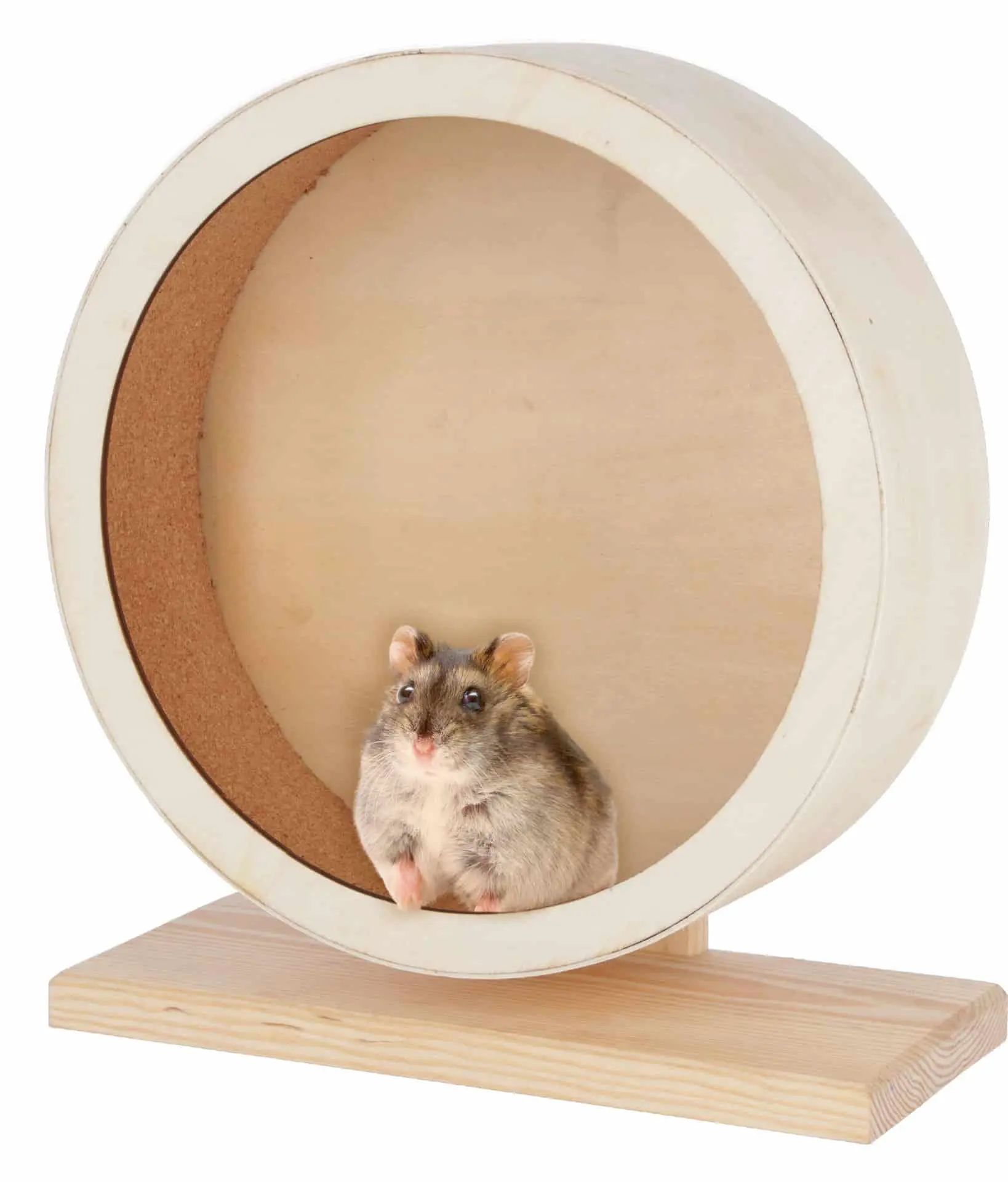 Kerbl Pet Ruota per criceti in legno/sughero, superficie chiusa, in uso