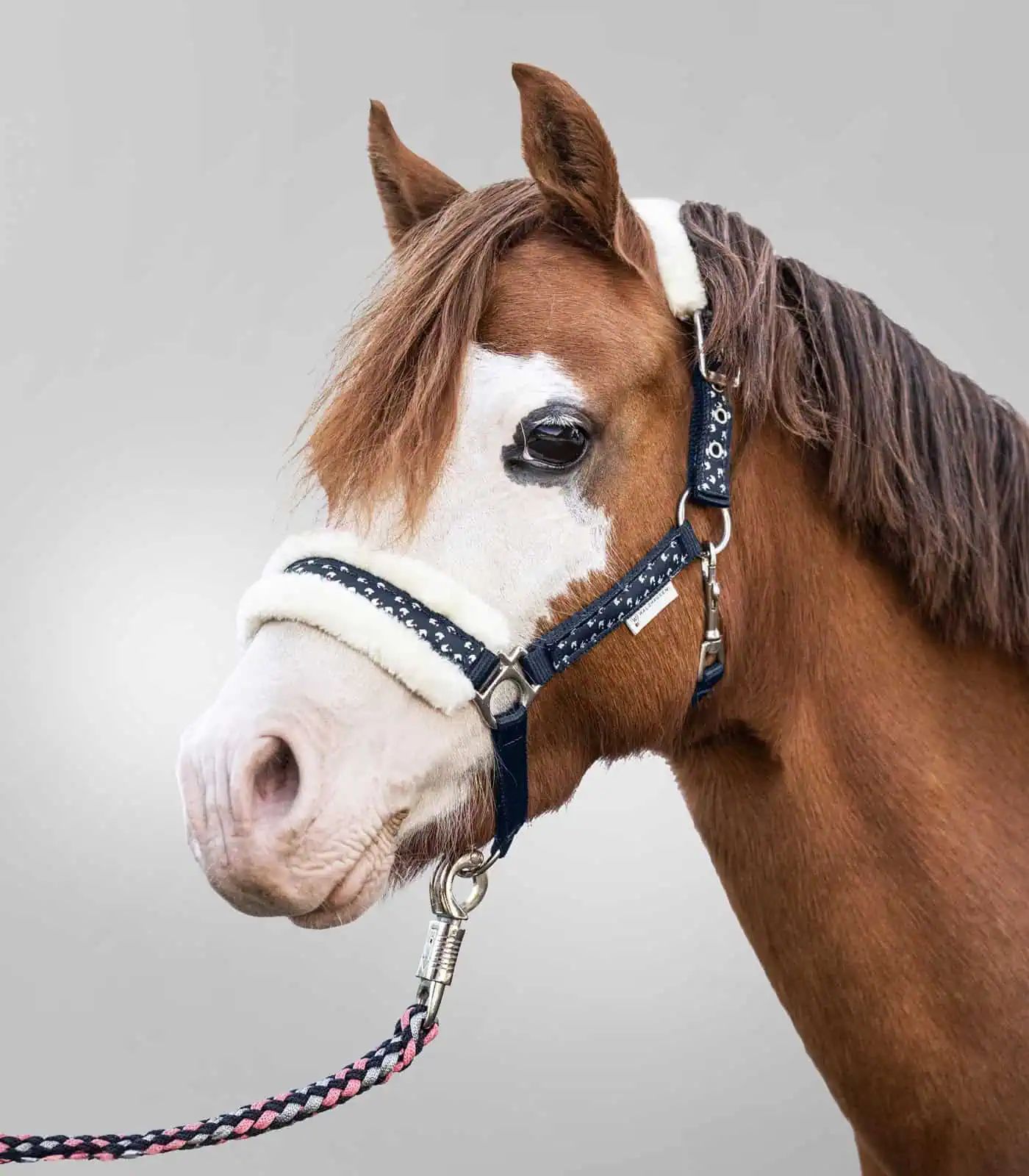 Set pour licol Lucky, bleu nuit avec longe tricolore, Poney