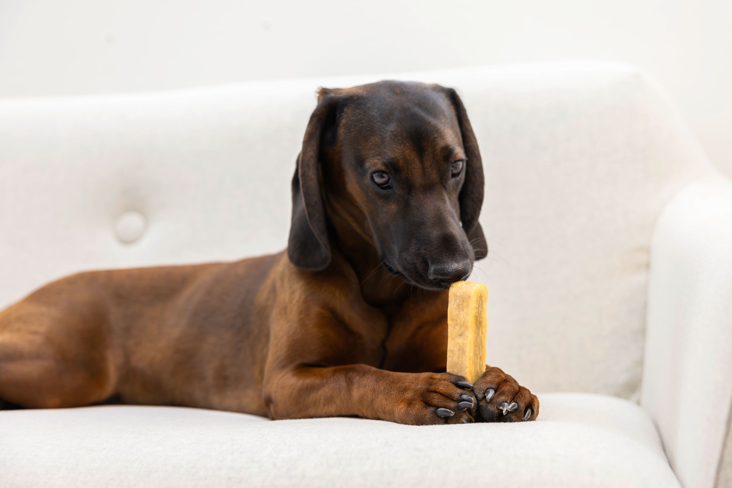 dog, brown, bone, pet, pups