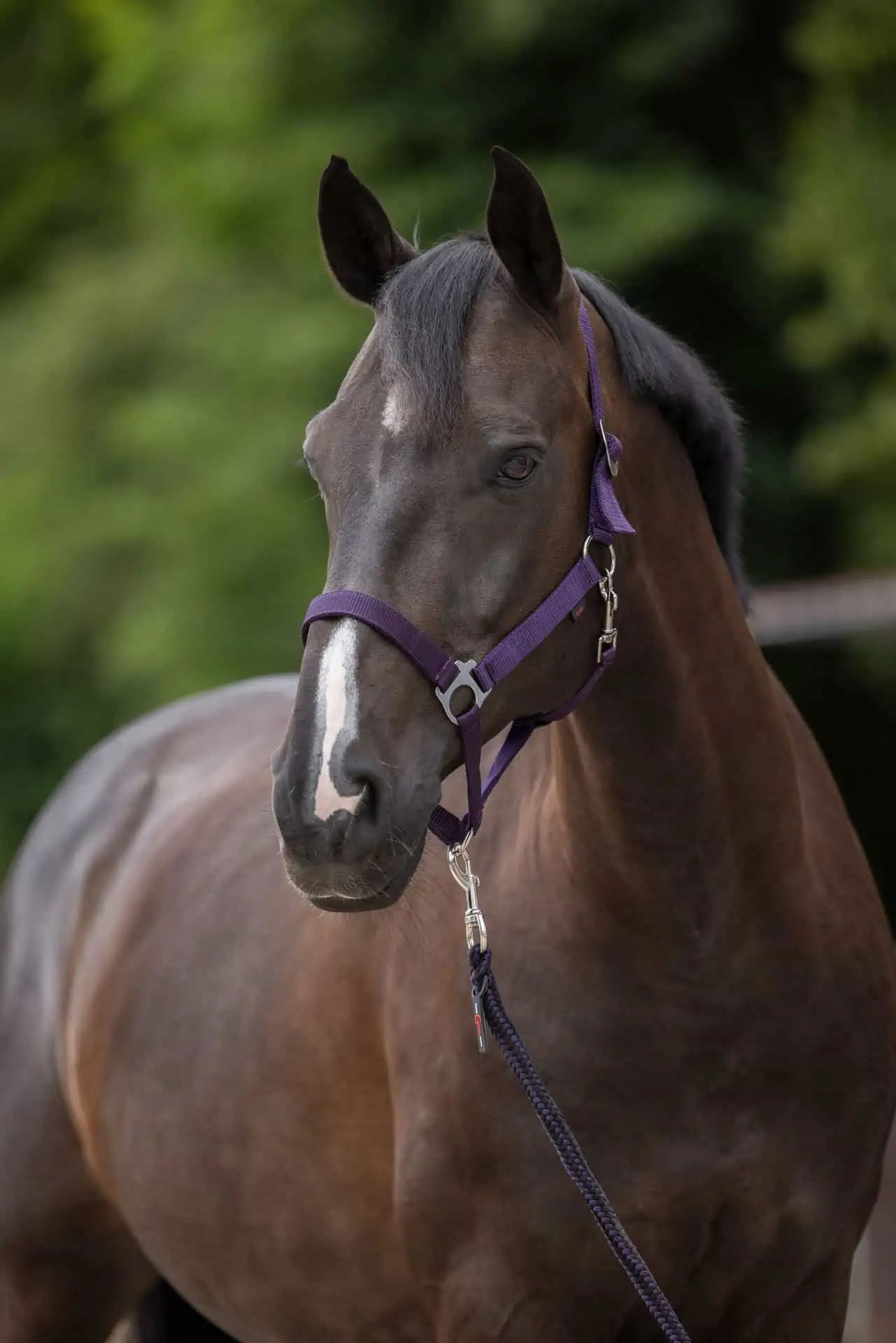 Covalliero Nylonhalfter Hippo, stufenlos verstellbar für Pferde, Full aubergine