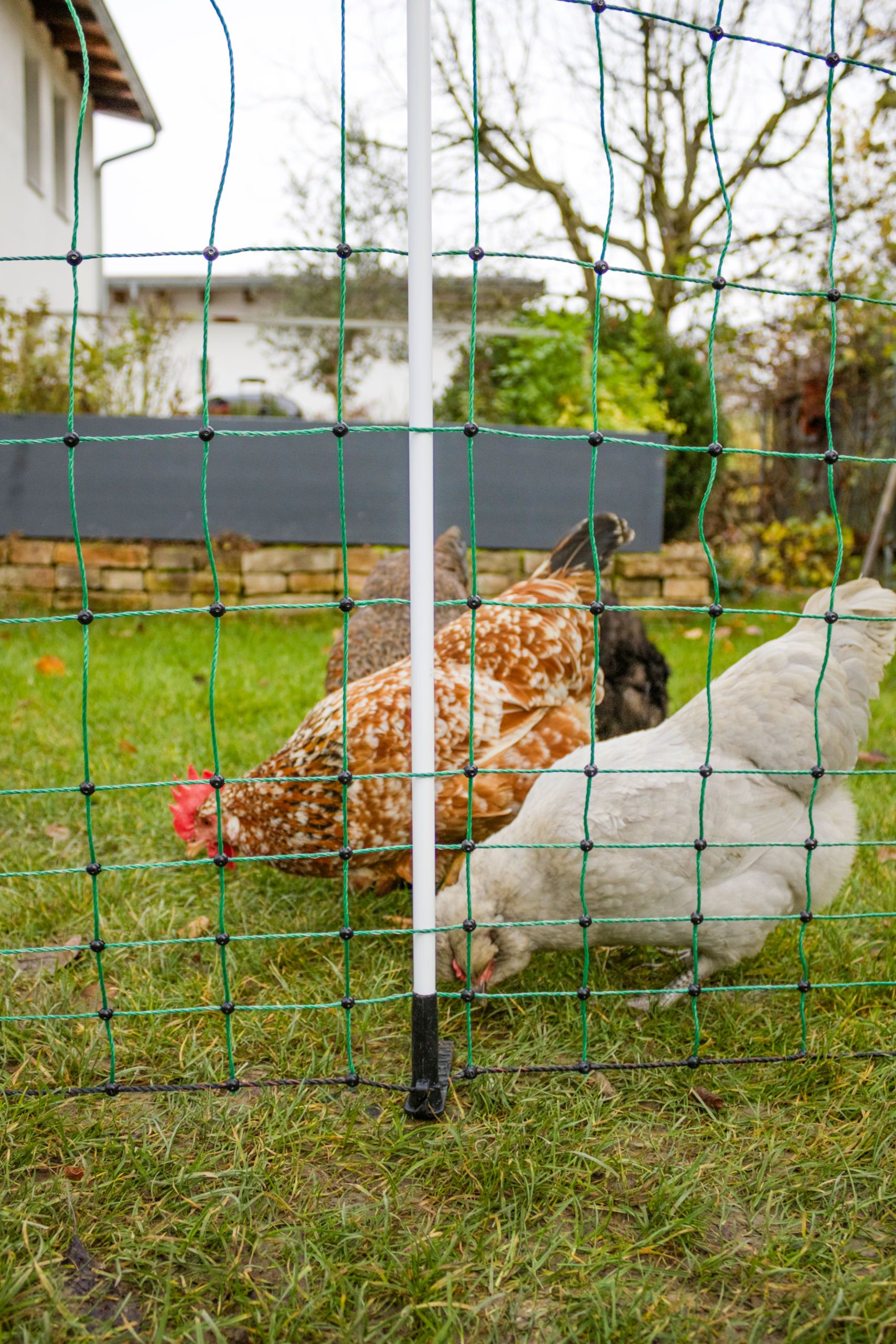 chicken, hen, coop, yard, mesh fence