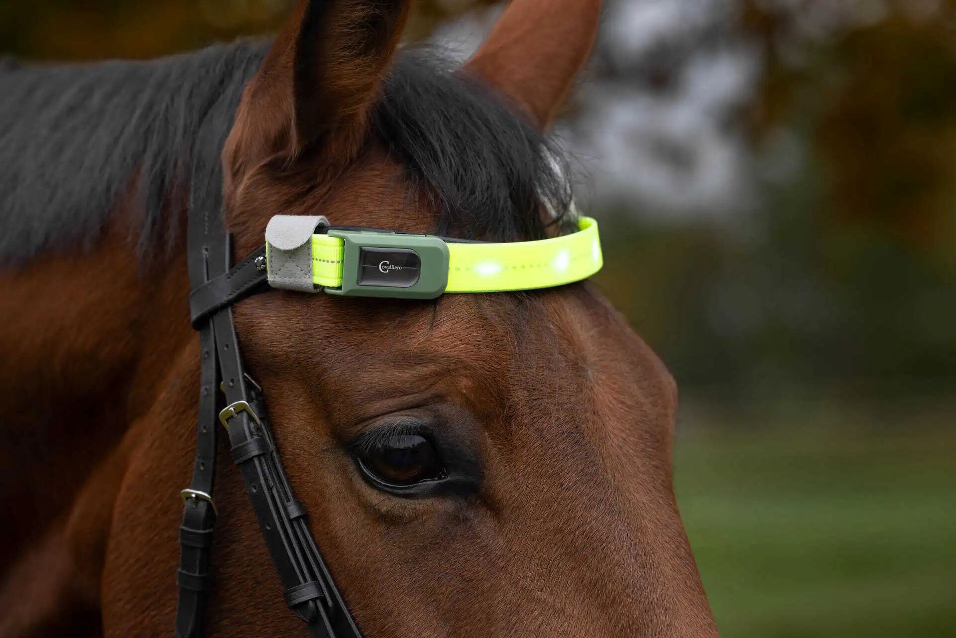 Covalliero LED Browband, Visible up to 300 m, up to 30 h Runtime, detail view