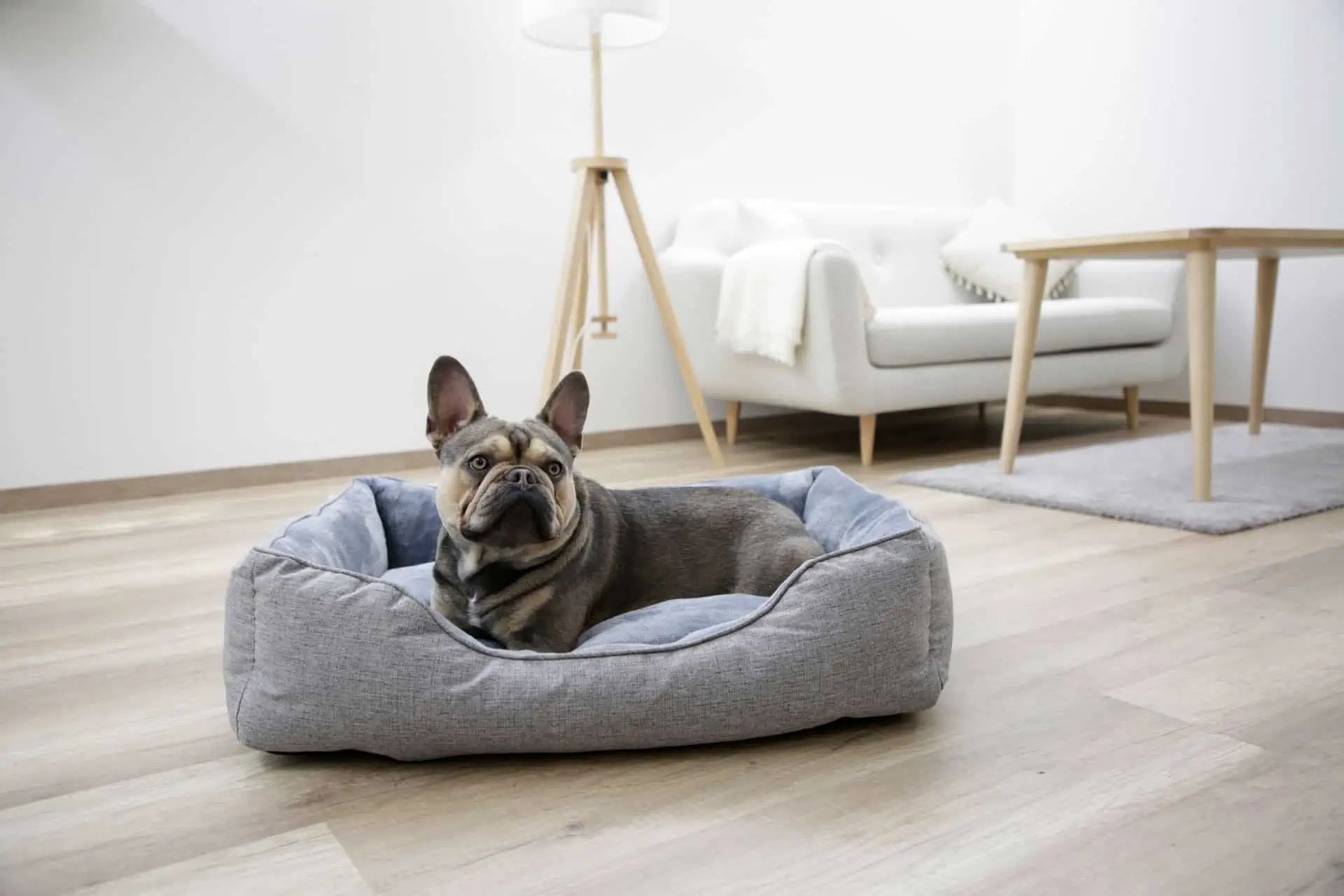 Kerbl Pet Corbeille Marie, panier pour chien durable en PET recyclé, en utilisation, en intérieur