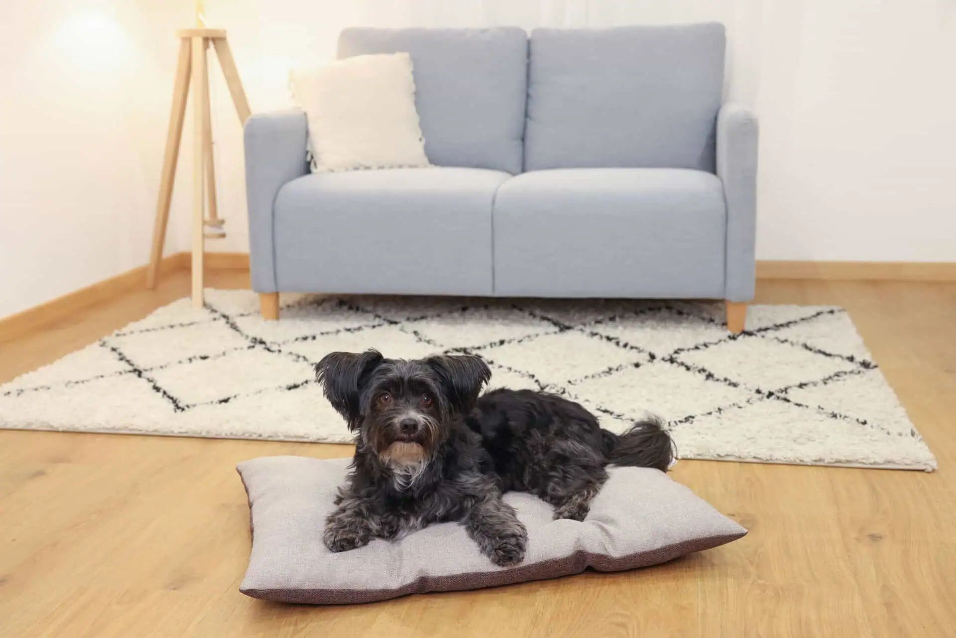 Kerbl Cuscino per animali Ely, reversibile, lavabile, marrone/beige, in uso, in casa