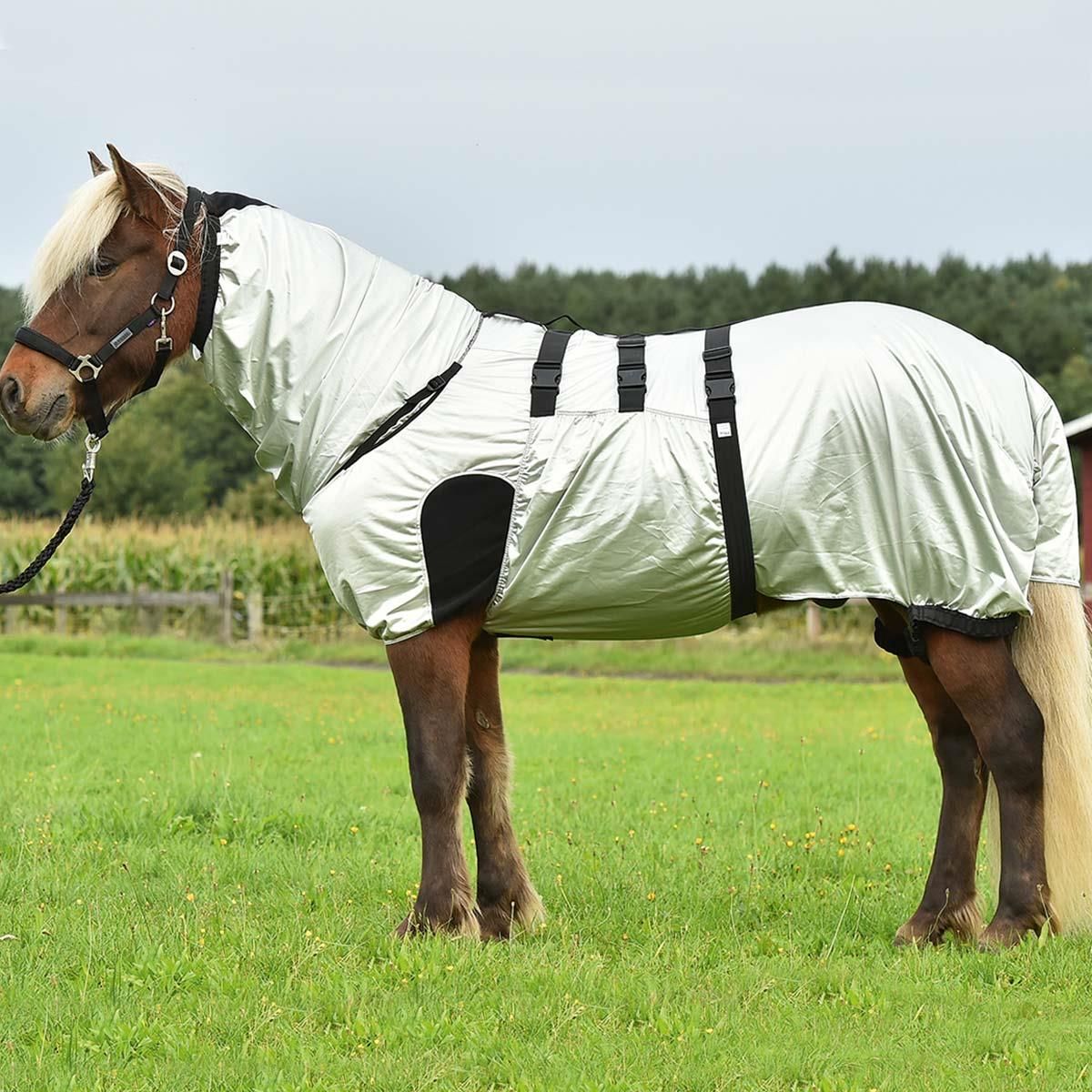 Pferd auf einer Weide mit heller Ganzdecke inklusive Halsteil