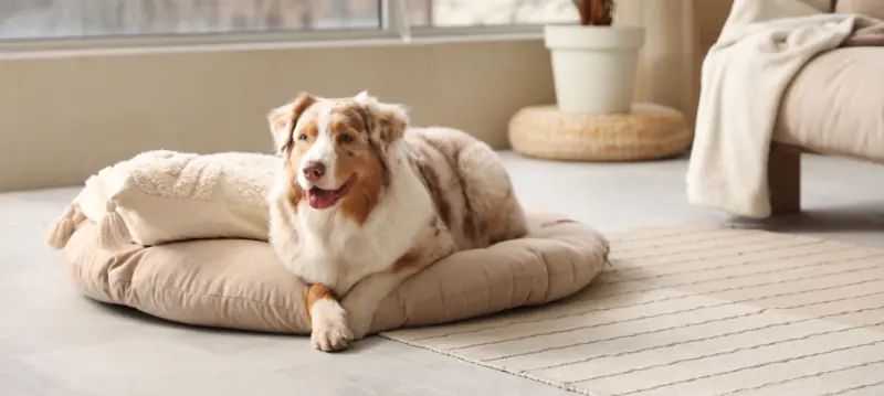 Couchage pour chien