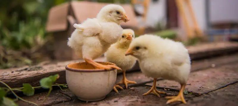 Aliments pour poussins