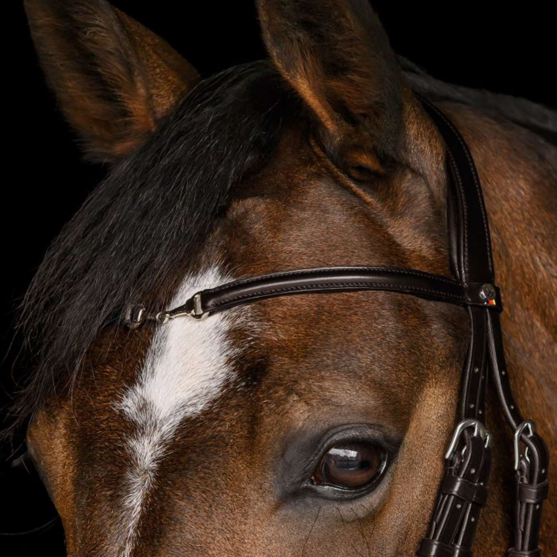 horse, bridle, headstall, bit, neck, horse, bridle, headstall, brown, whiteStripe, horse, halter, bridle, headstall, eyebrow