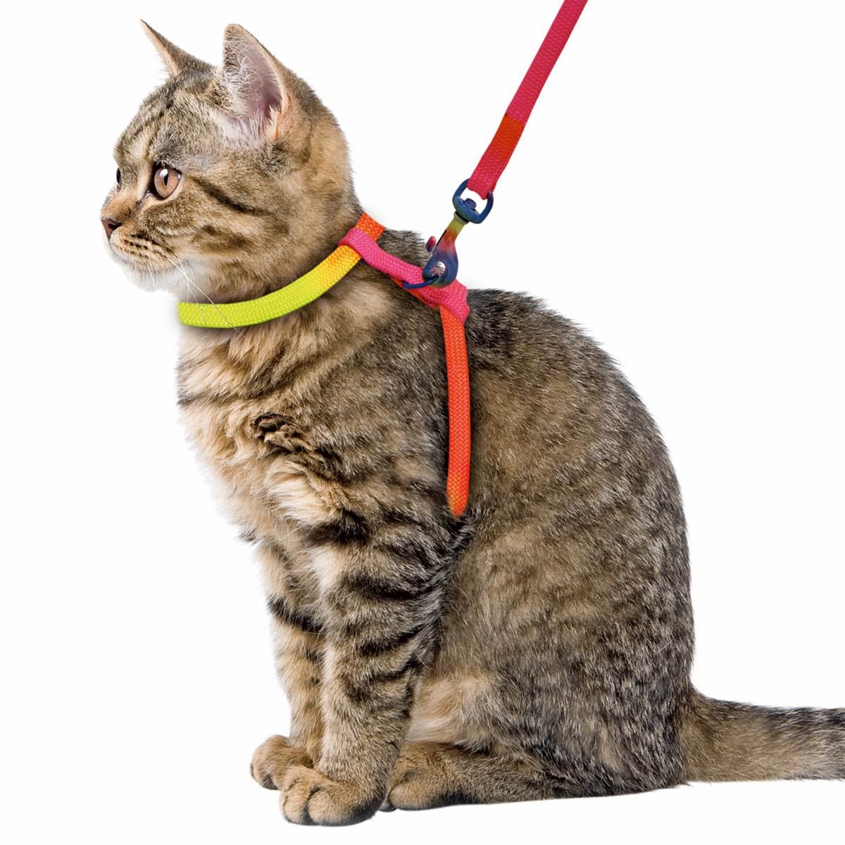 Kerbl RAINBOW kattsele med koppel, nylon 10 mm/120 cm