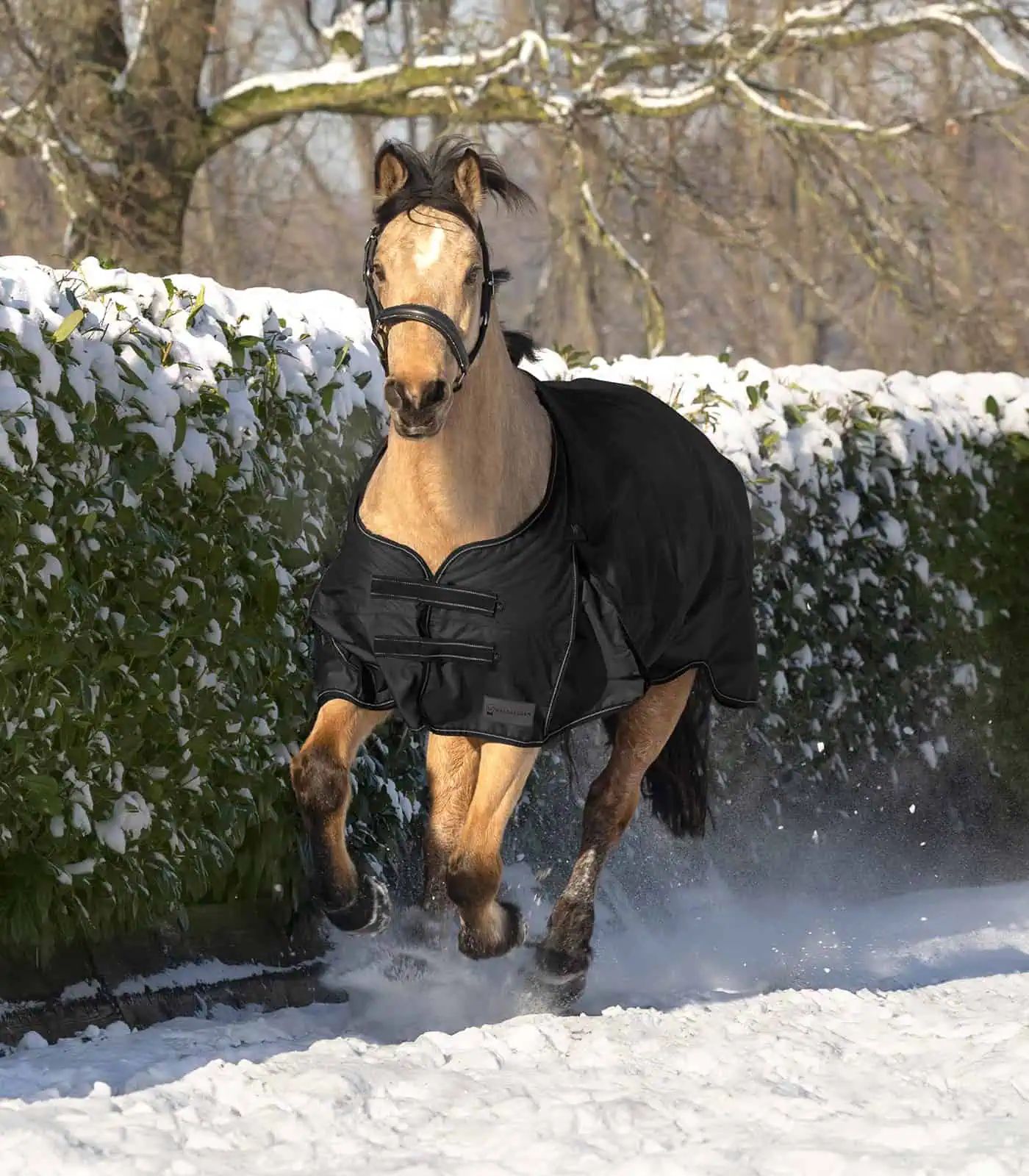 Waldhausen Couverture d'extérieur ARCTIC 100 g, imperméable, noir 125 cm