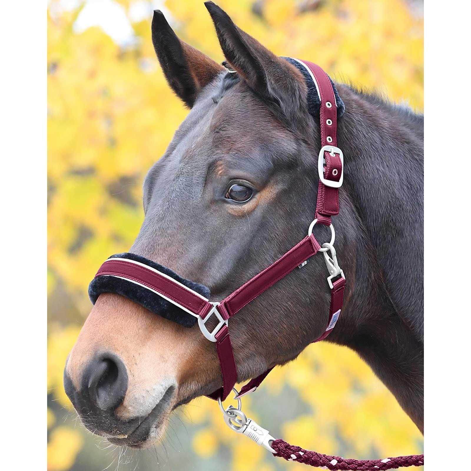 BUSSE Licol IDEAL pour cheval avec rembourrage polaire, design élégant, bordeaux COB