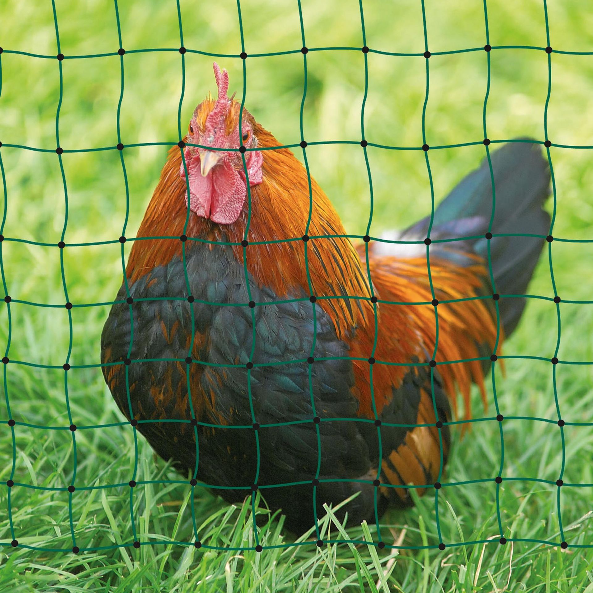 AKO Poultrynet Electric Poultry Fence Netting Green 112cm, in use