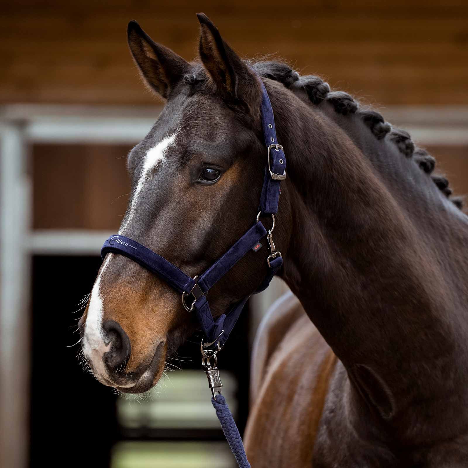 Covalliero Lead Rope navy, in use, in the stable