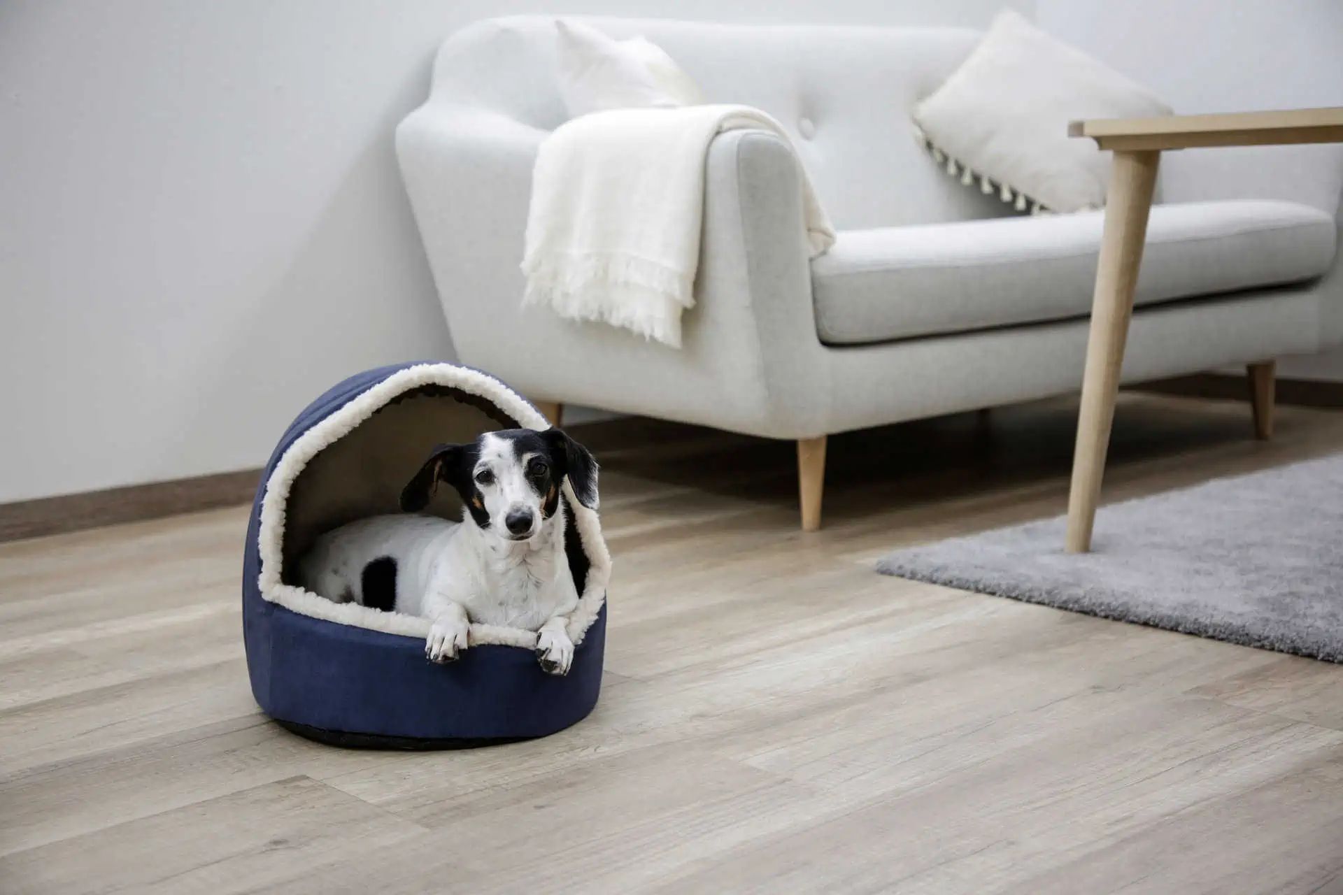 Kerbl Igloo à câlins Angi pour chats, 35 x 33 x 32 cm, en utilisation, en intérieur