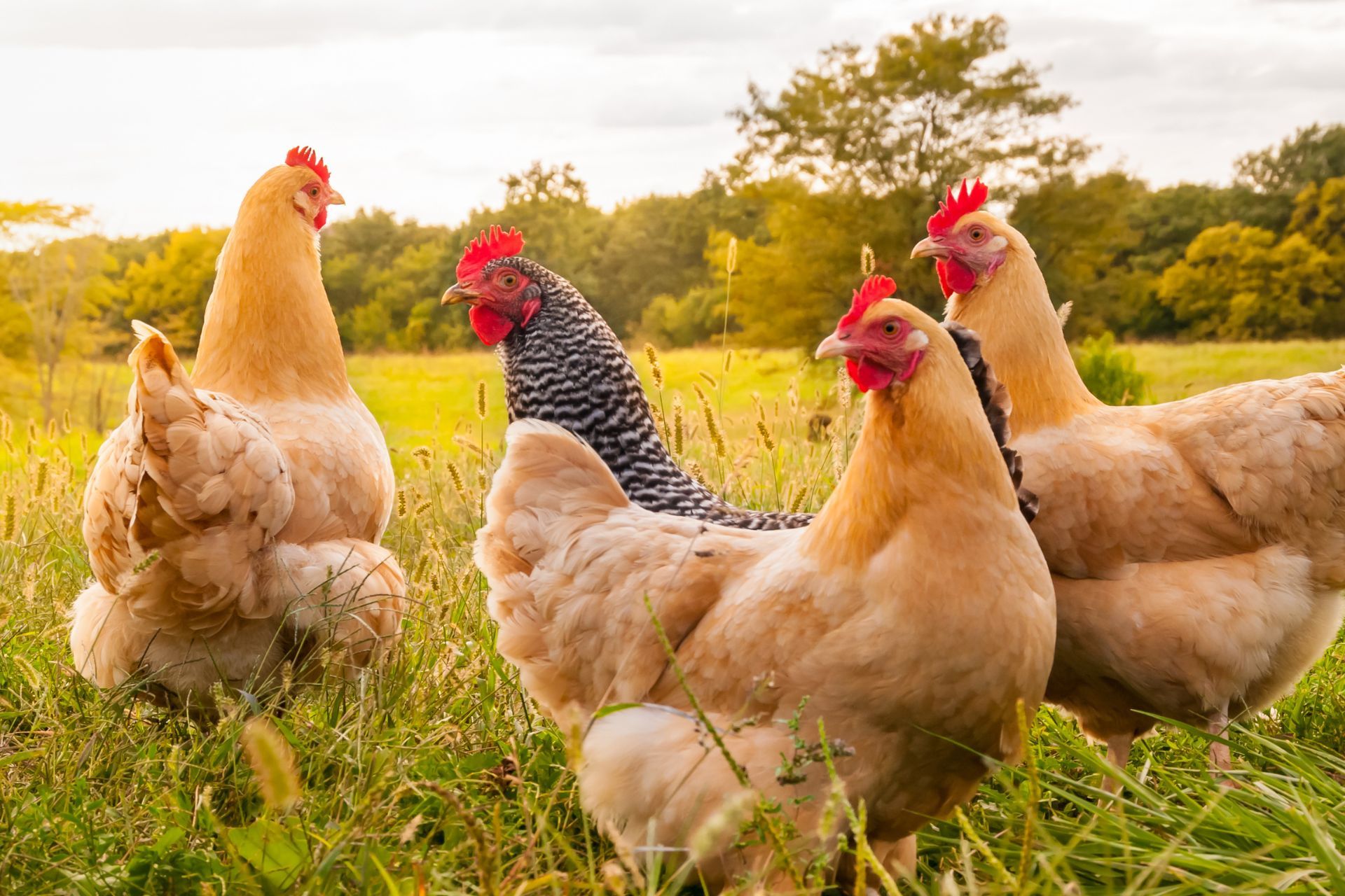 Huhn, Hennen, Bauernhof, Weide, Herde