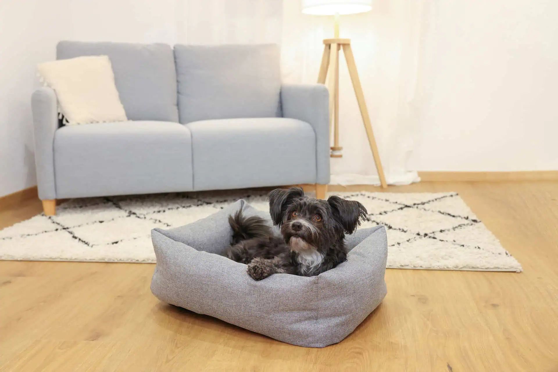 Kerbl Pet Letto Ely, cuccia lavabile per cani e gatti grigio/petrolio, in uso, in casa
