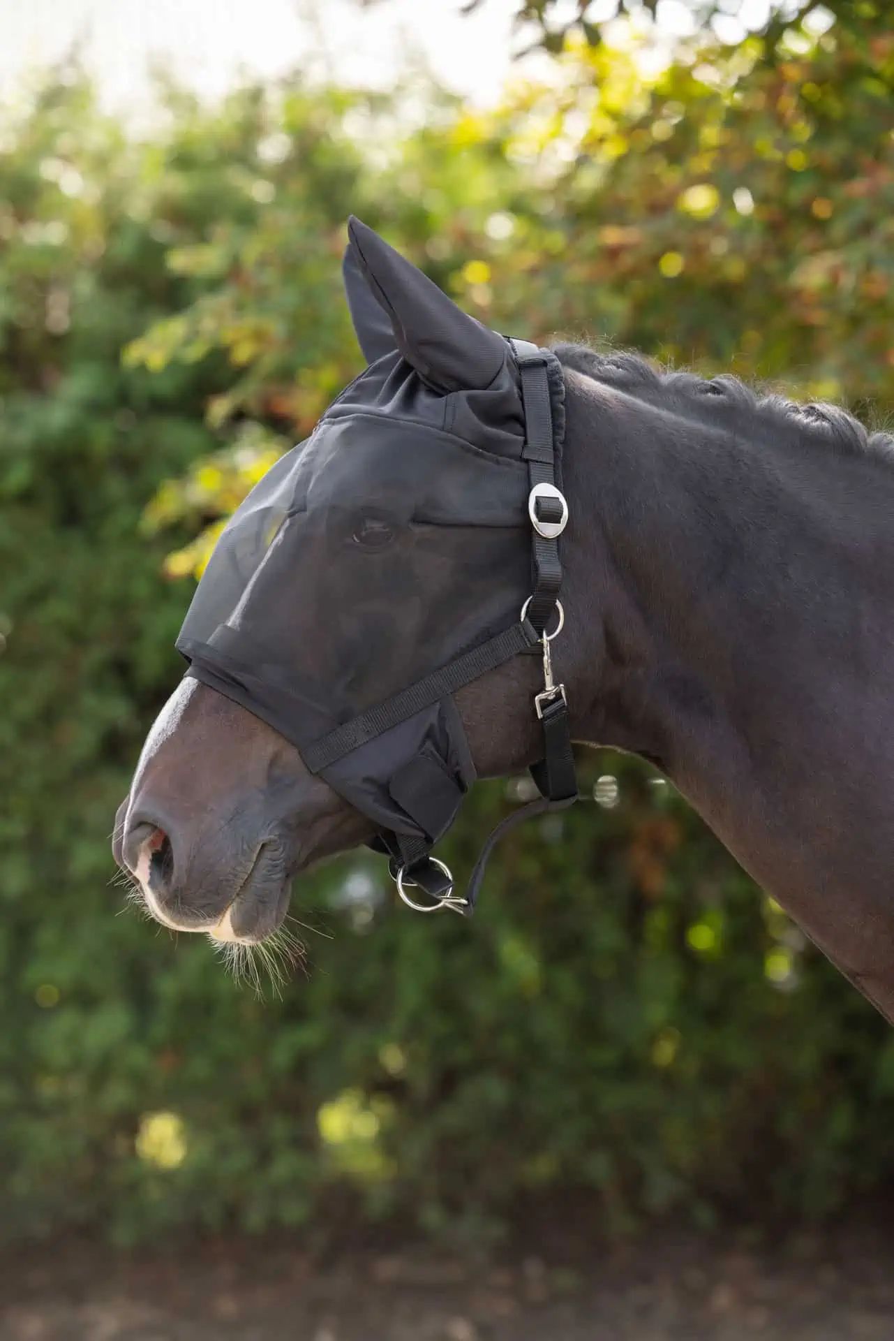 Licol Covalliero avec masque anti-mouches intégré, cheval, en utilisation