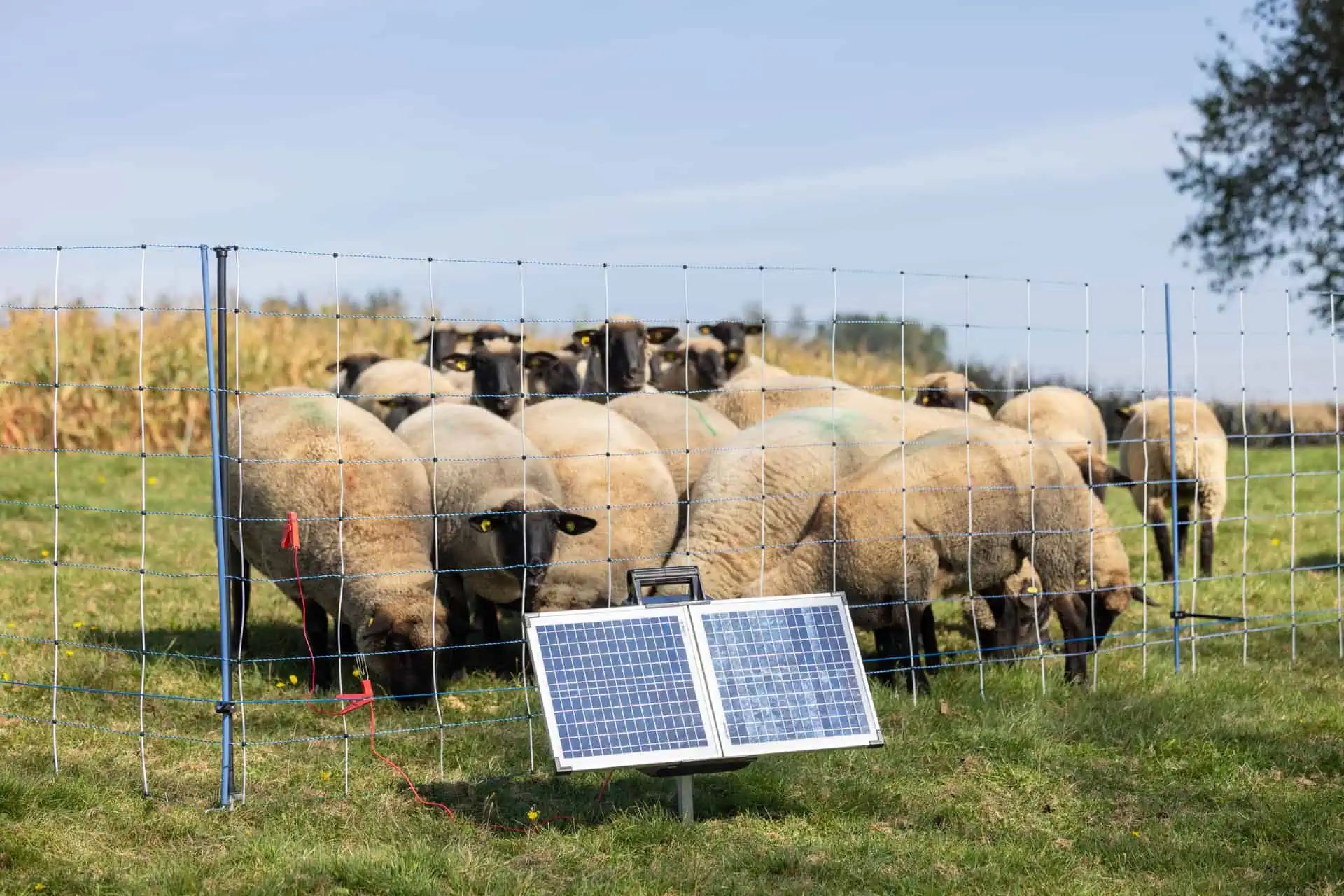 Électrificateur de clôture AKO SunPower S2400 Smart 12V, 3,2 Joule, en utilisation, au pré