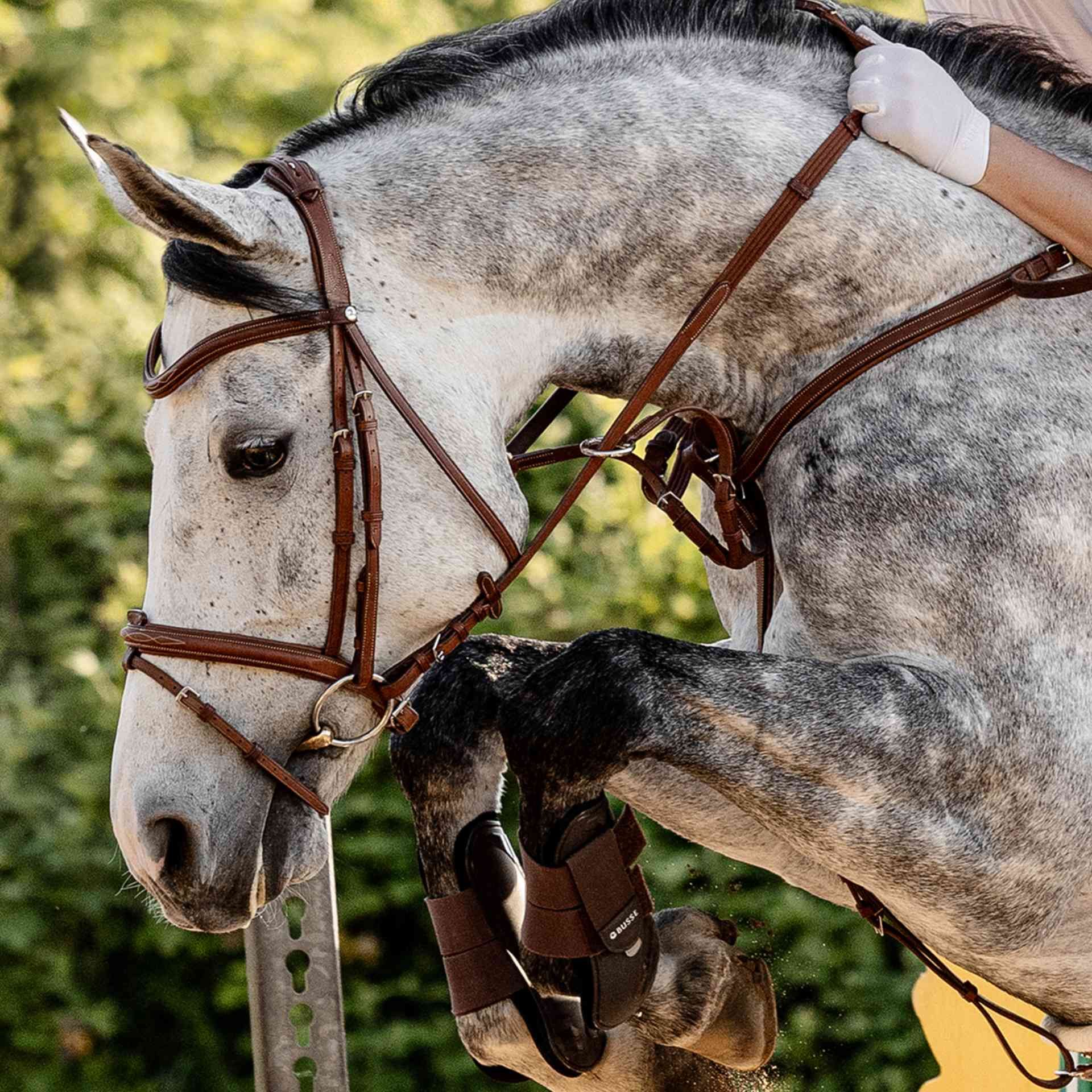 BUSSE Bridle TAKE-OFF LINE AD, English-Combined, for Horses, in use