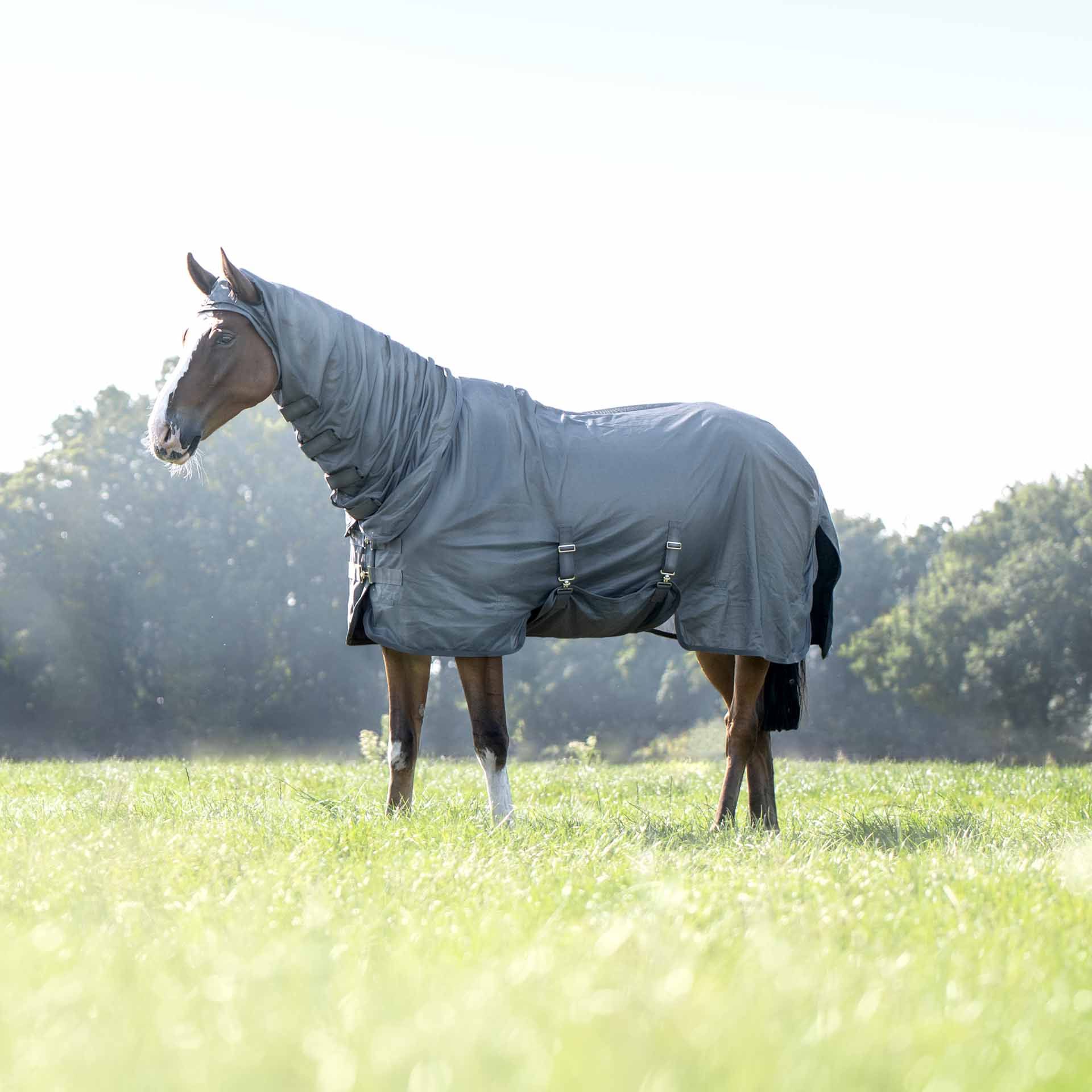 Couverture anti-mouches BUSSE COMPLETE PLUS avec protection des jambes, en utilisation, au pré