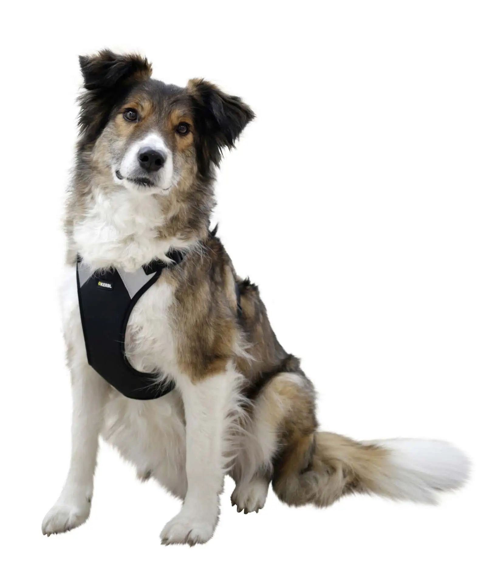Kerbl Pulsive Hundsele, Reflekterande, Justerbar, med Handtag, i användning