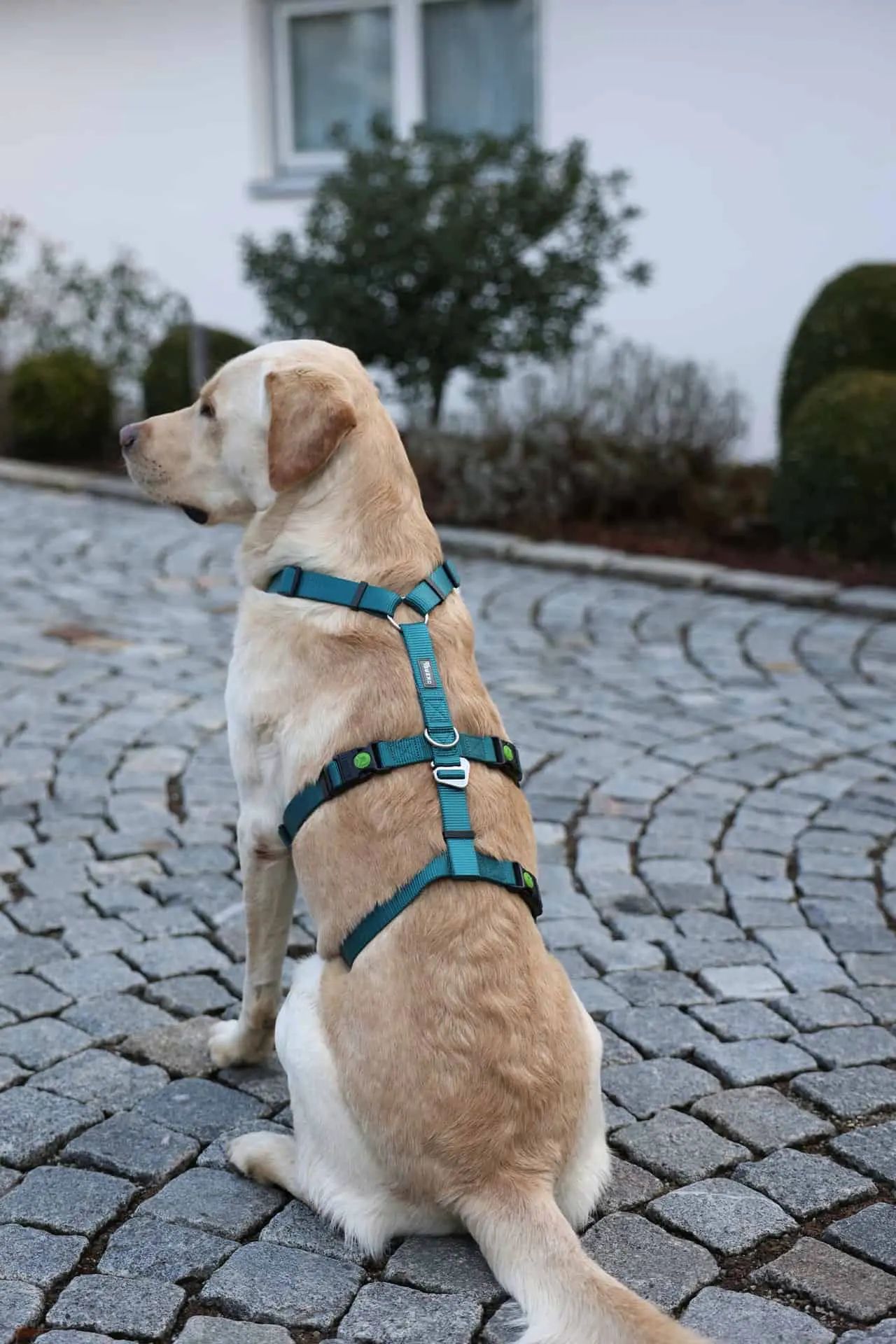 Kerbl Panikgeschirr Miami für Hunde, ausbruchsicher & verstellbar, im Einsatz