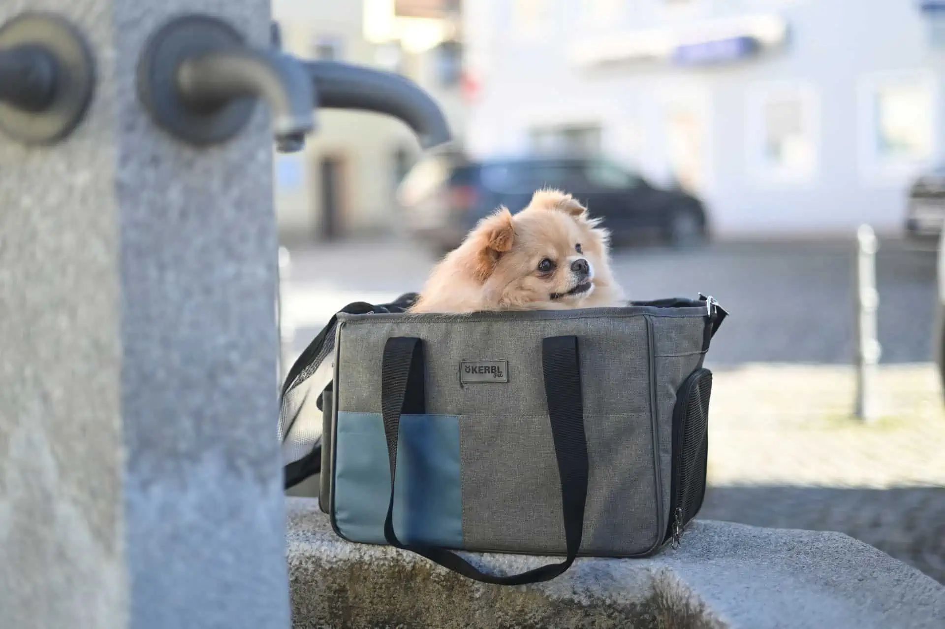 Sac de transport Kerbl Vacation pour chiens, gris/bleu, 40x20x27 cm, en utilisation