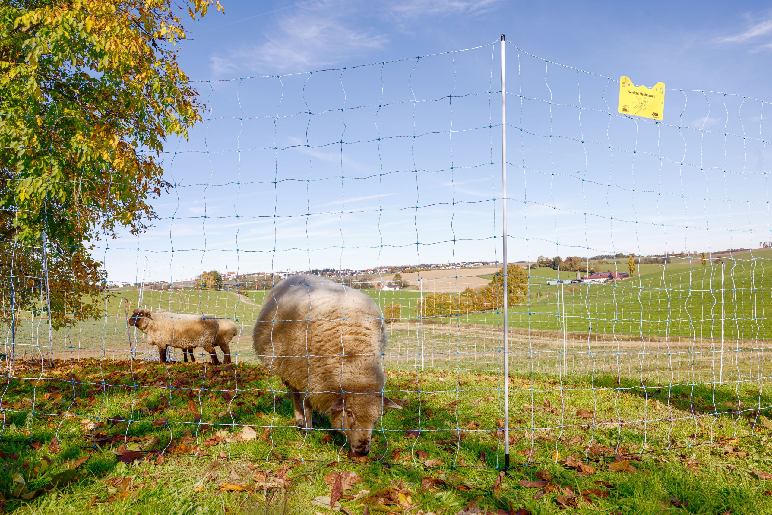 sheep, pasture, fence, livestock, sheep farm