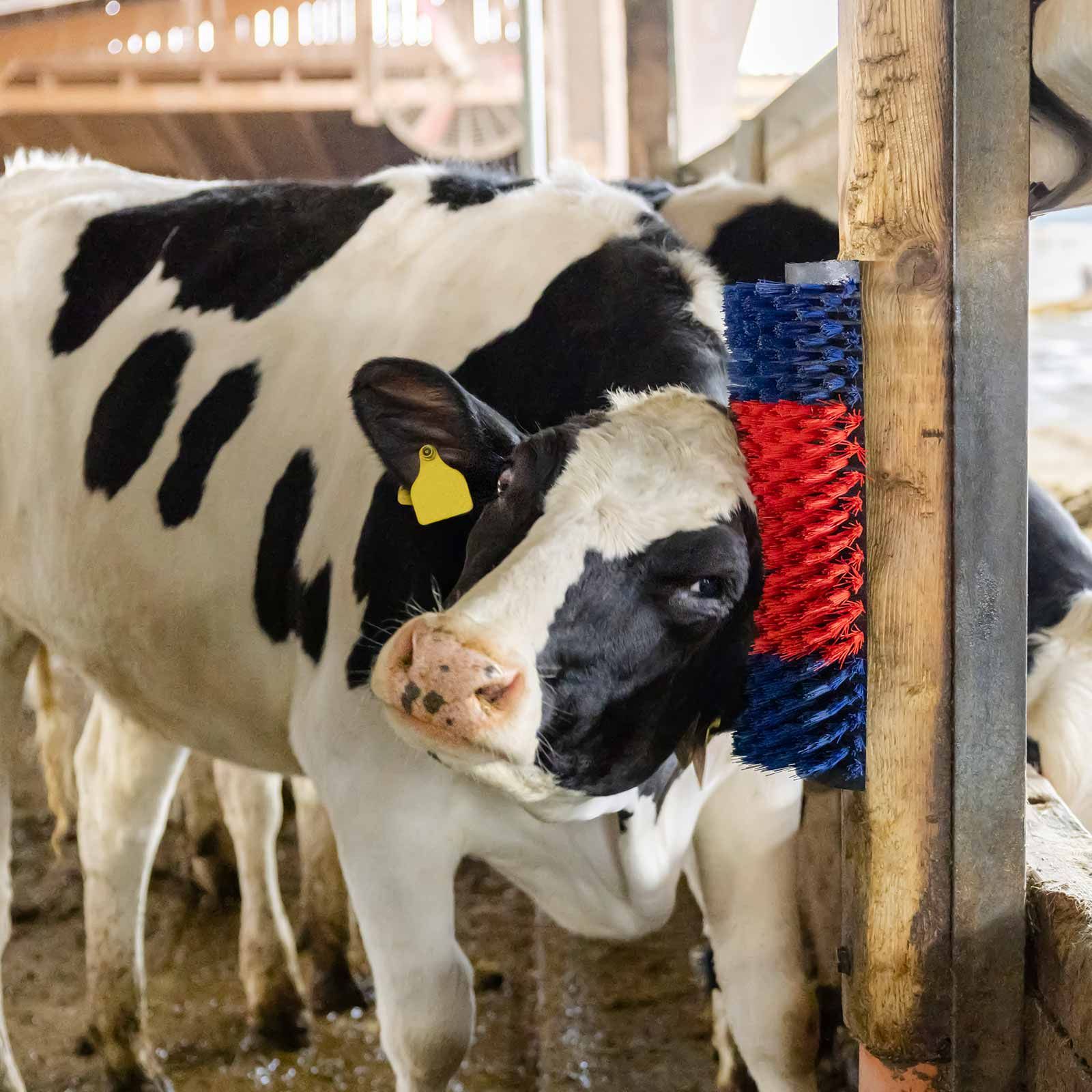 Kerbl Kratzbürste XL Betty, halbrund für Rinder, Pferde & Co., im Einsatz, im Stall