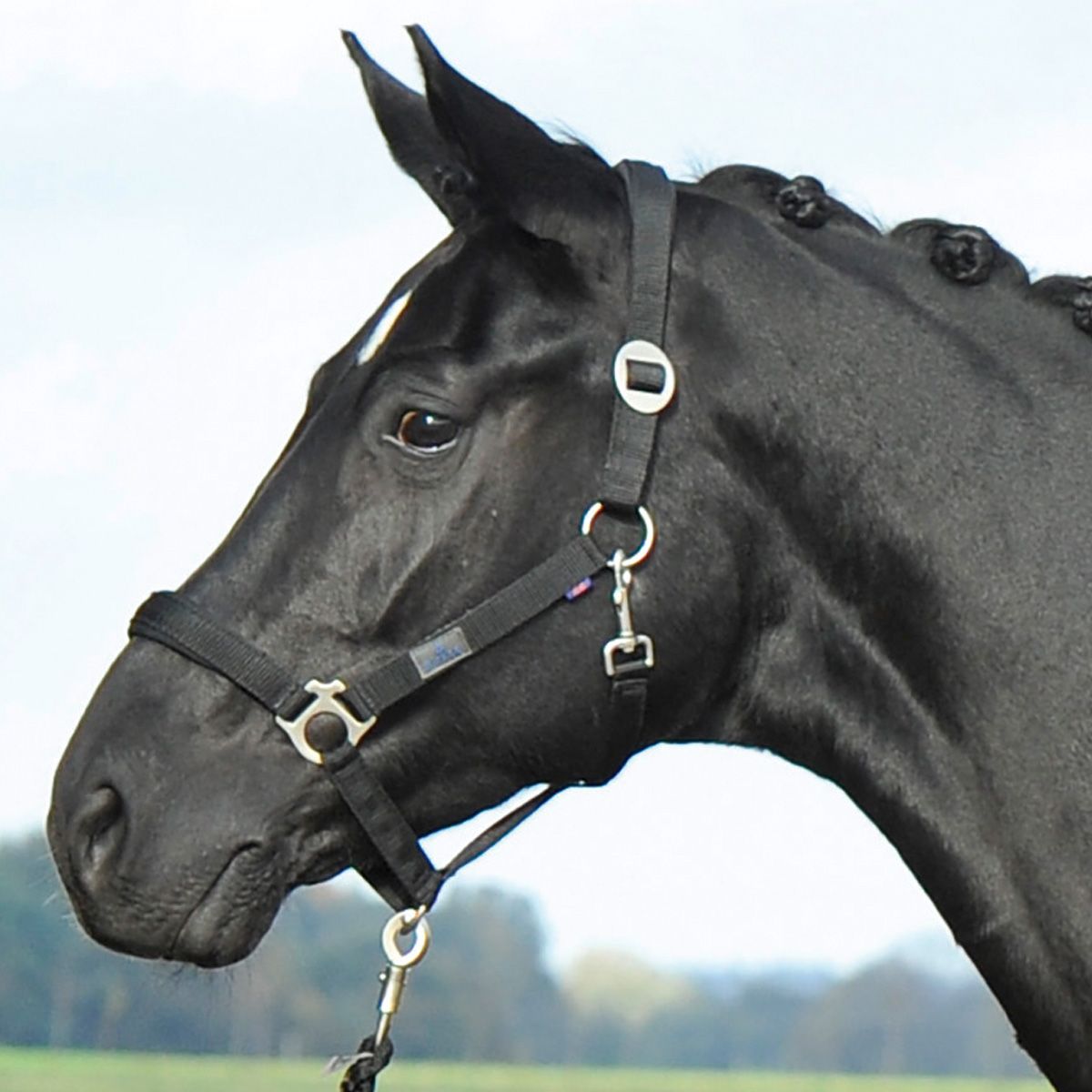 BUSSE Licol SUPREME, sangle rembourrée avec mousqueton, noir Pony