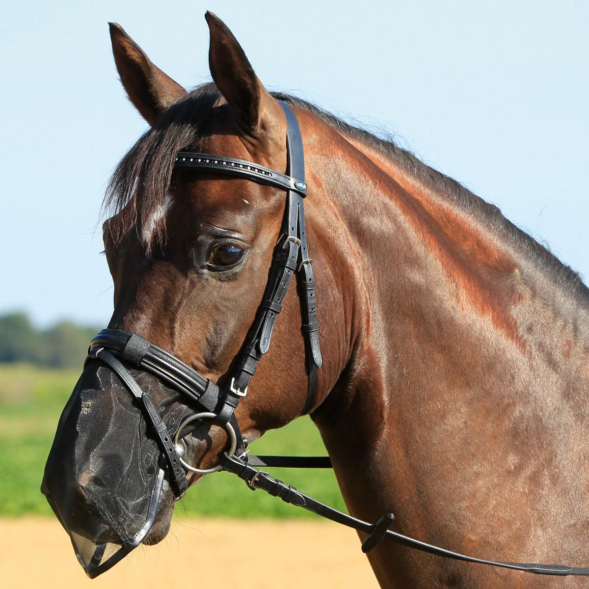 BUSSE Protection Naseaux Fly Protector, Anti-Insectes pour Chevaux, en utilisation