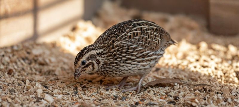 Quail feed