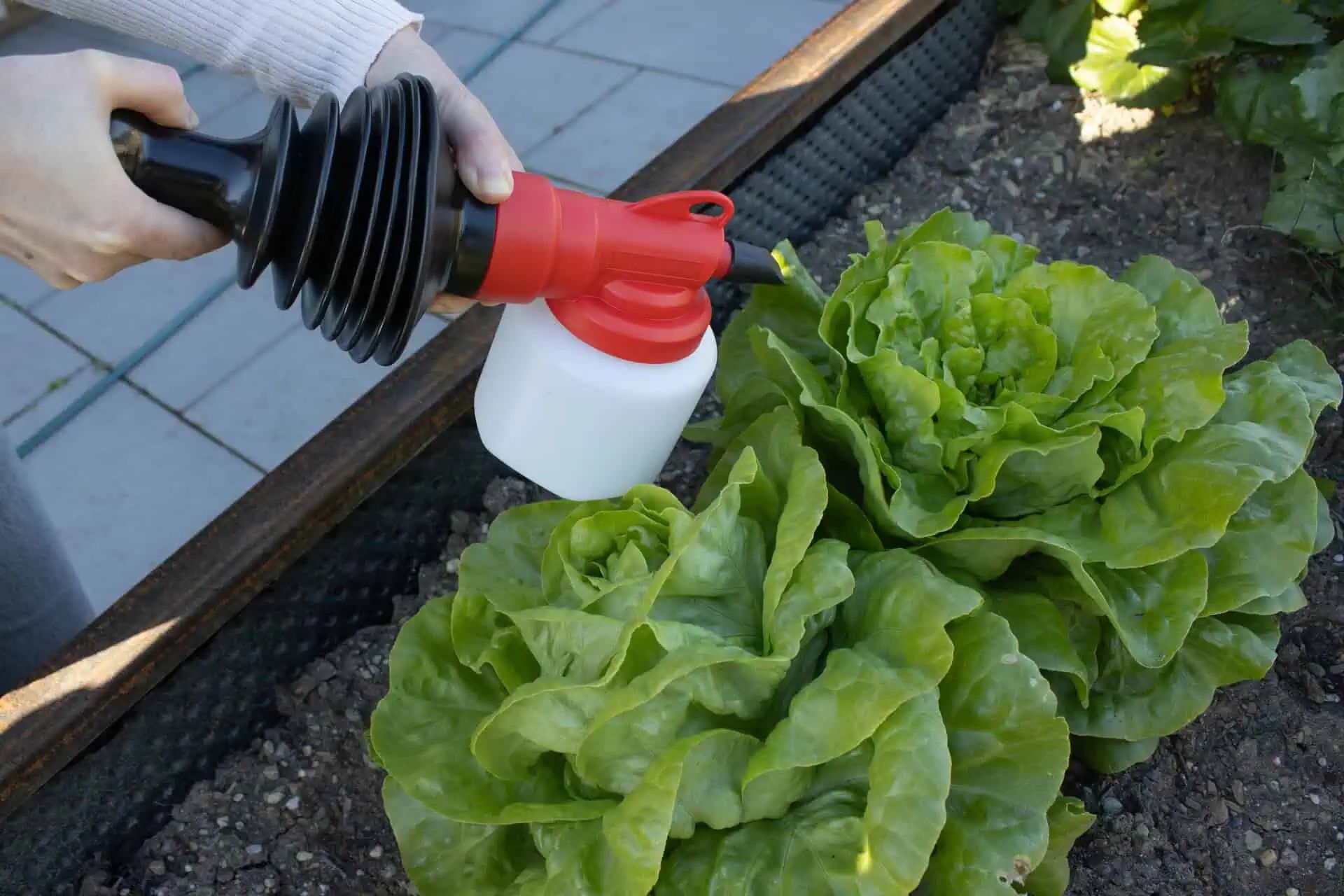 CIT Powder Sprayer 500 ml with 5 Nozzles & Extension, in use, held in hand