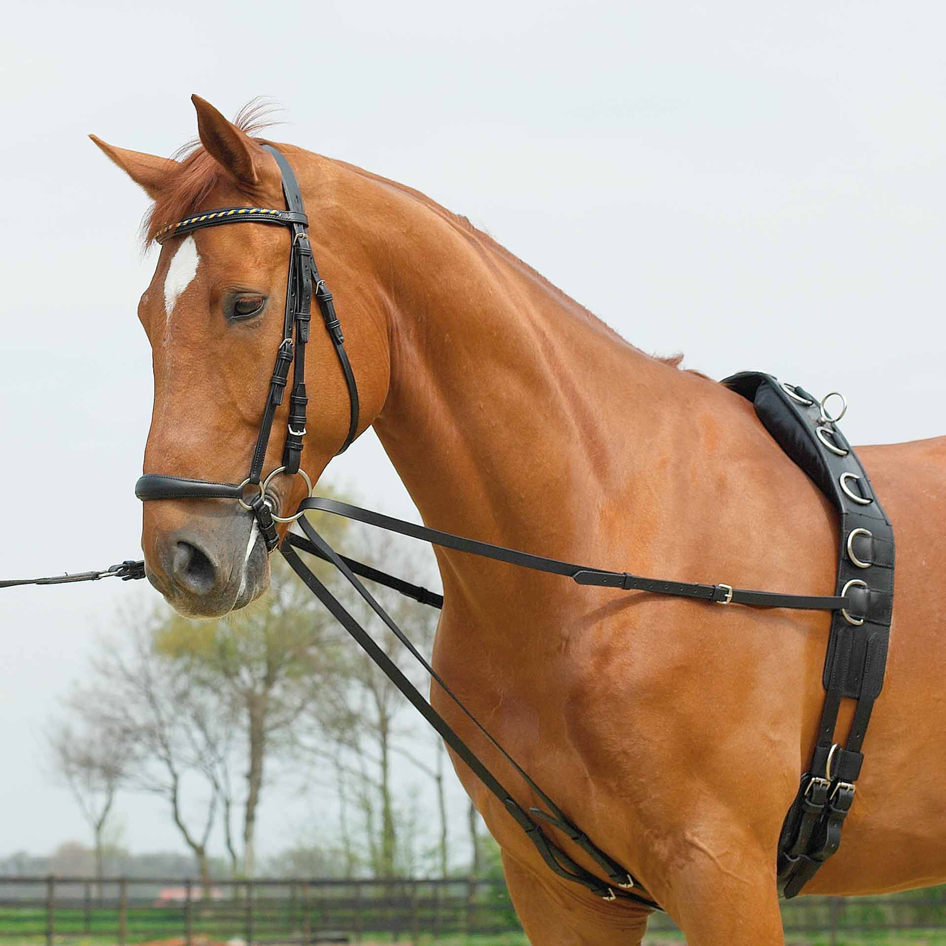 BUSSE Running Reins BASIC black, cob/full leather side reins, in use