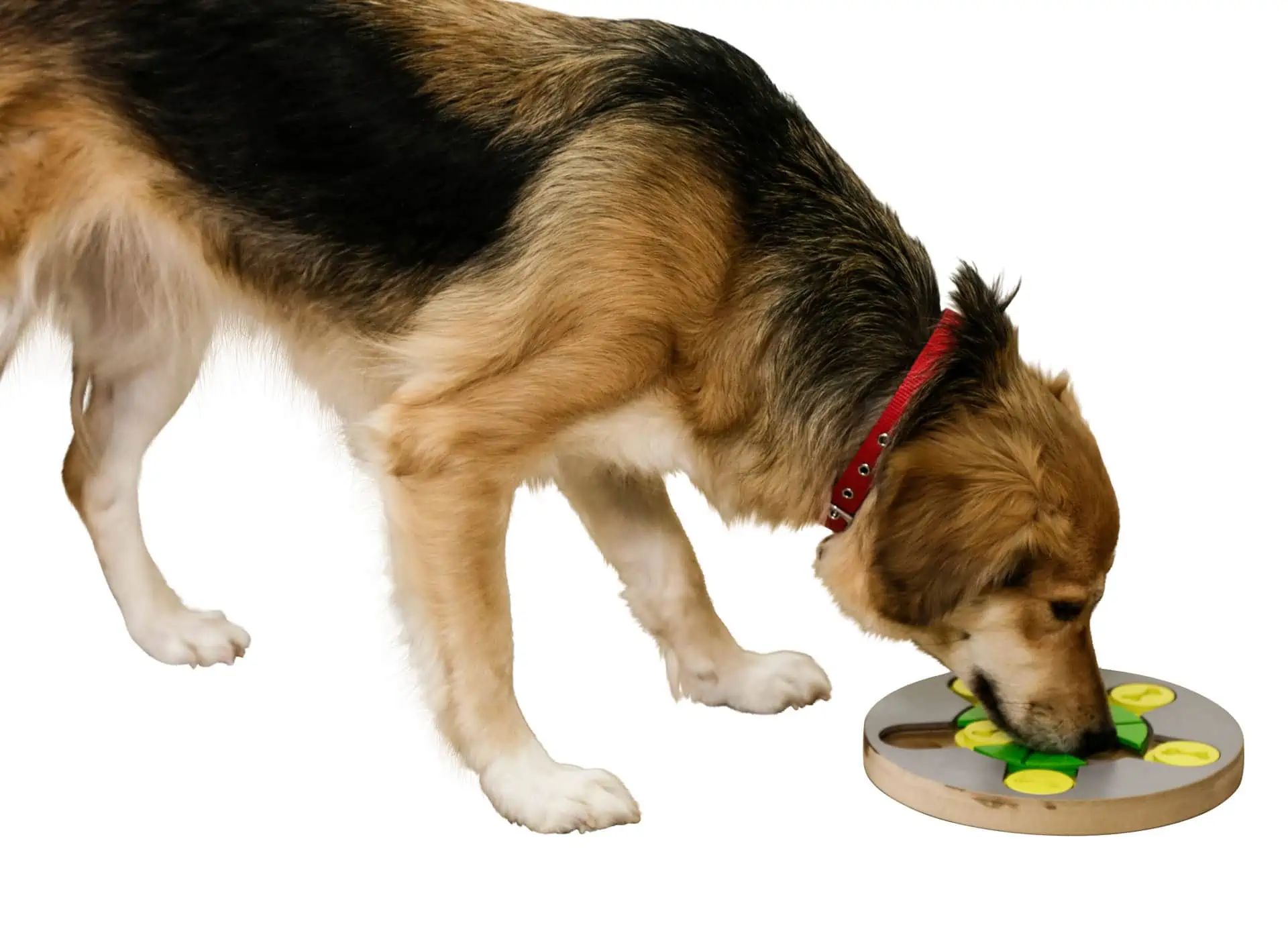 Kerbl Pet Switch Thinking & Learning Dog Toy, Ø 25 cm, in use