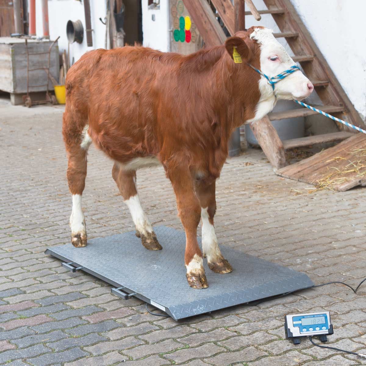 Kerbl PS állatmérleg szarvasmarhának és lovaknak, digitális LCD kijelzővel, PS 2000 1000 kg-ig