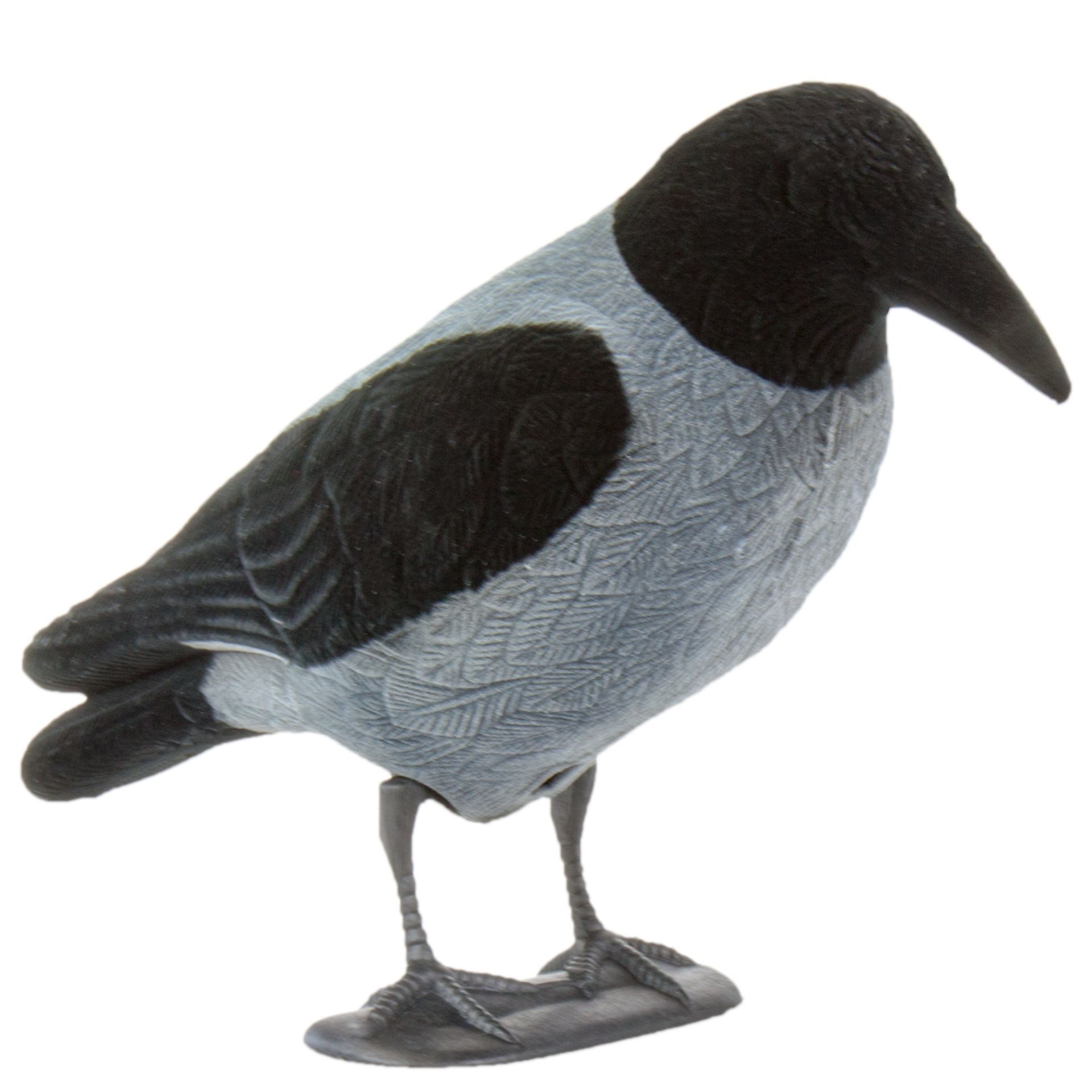 Flockad huvkråka