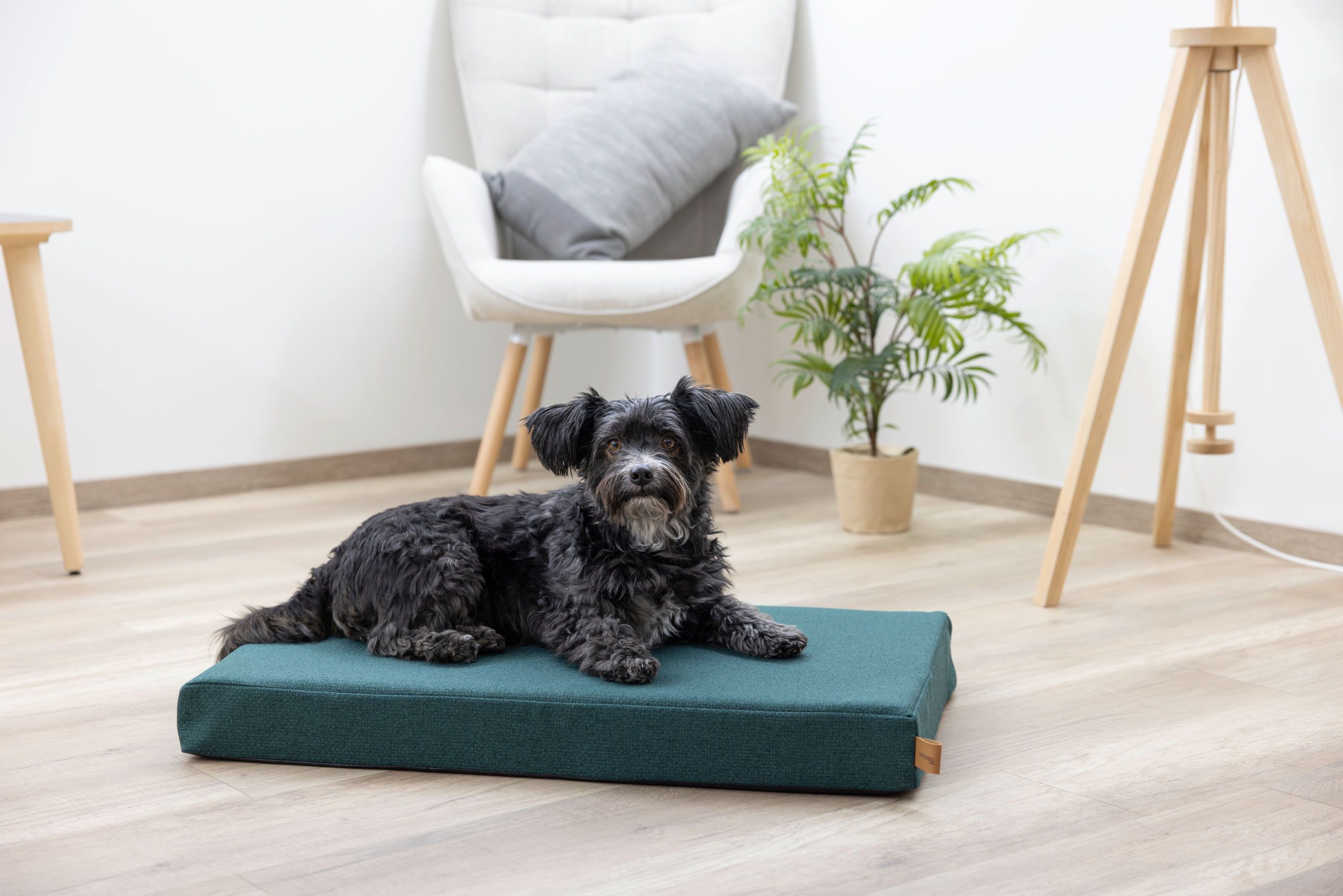 Hund, Tier, Hundebett, schwarz, Innenraum