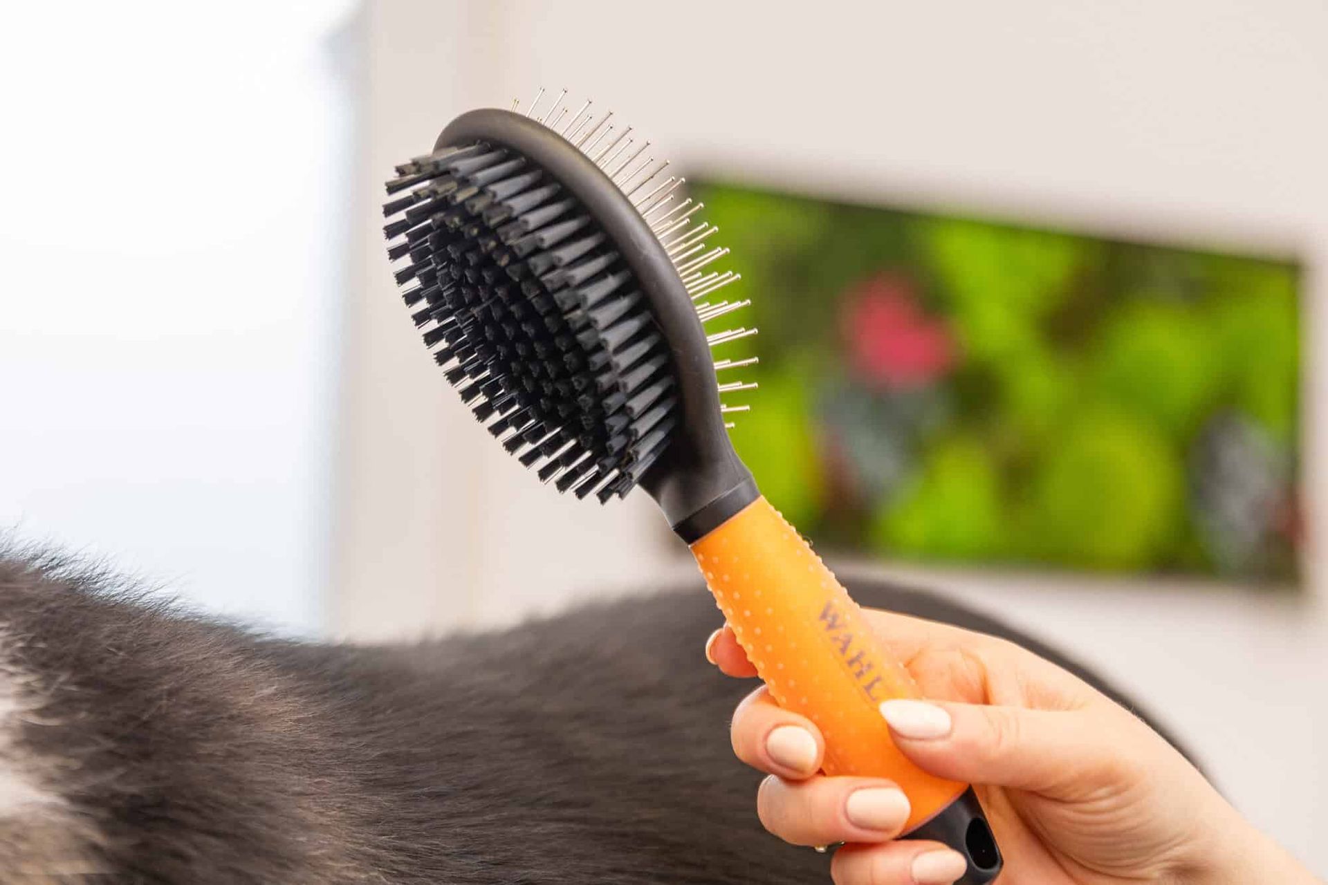 Wahl spazzola per cani a doppia faccia, design 2 in 1, arancione, in uso, in mano
