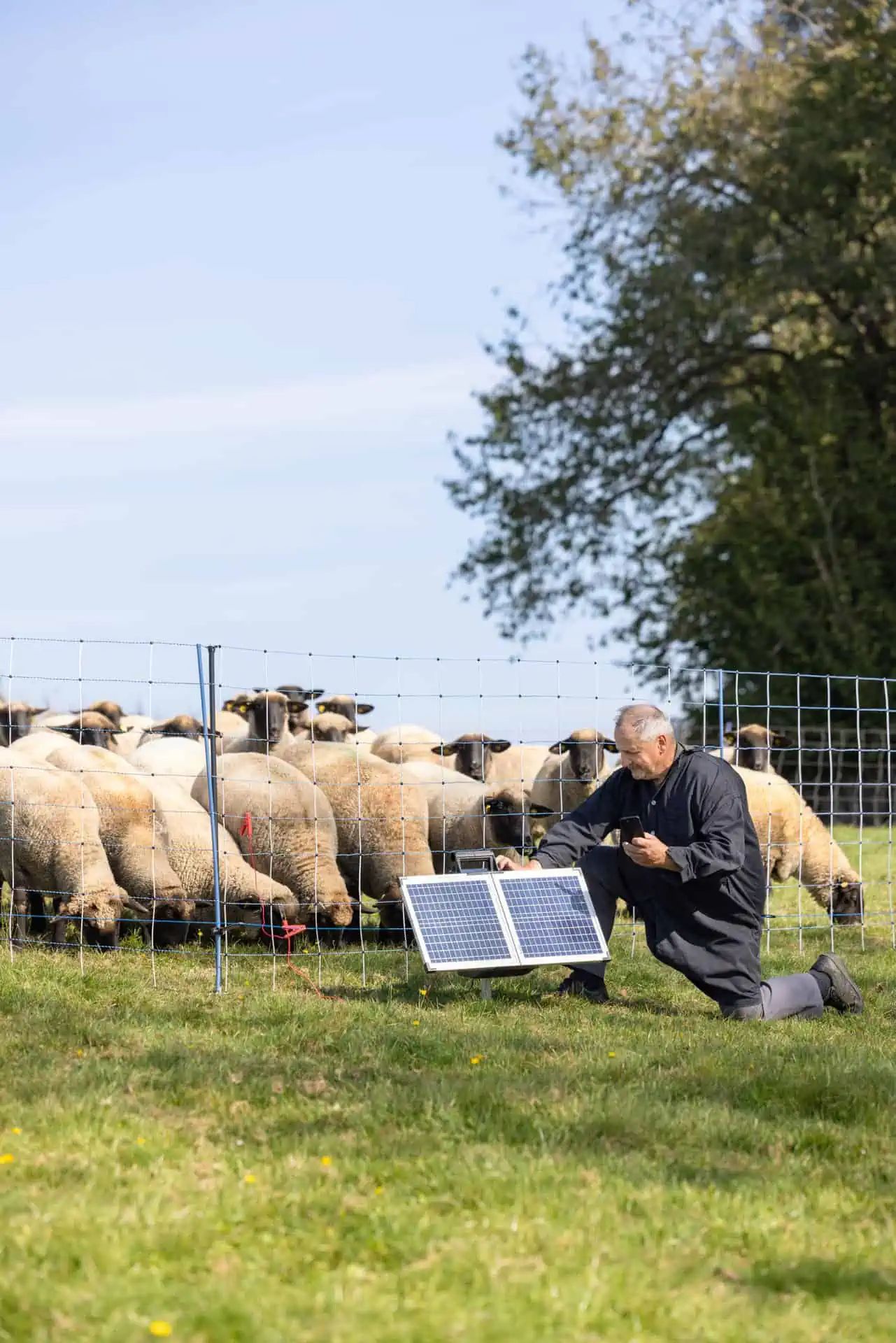 Aparat solar pentru gard electric AKO SunPower S2400 Smart 12V, 3,2 Joule, în utilizare, pe pășune