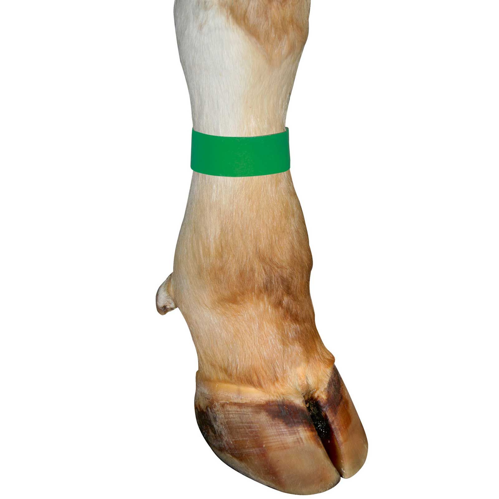 Kerbl Cow Marking Legbands 36 cm Green, Pack of 10, in use
